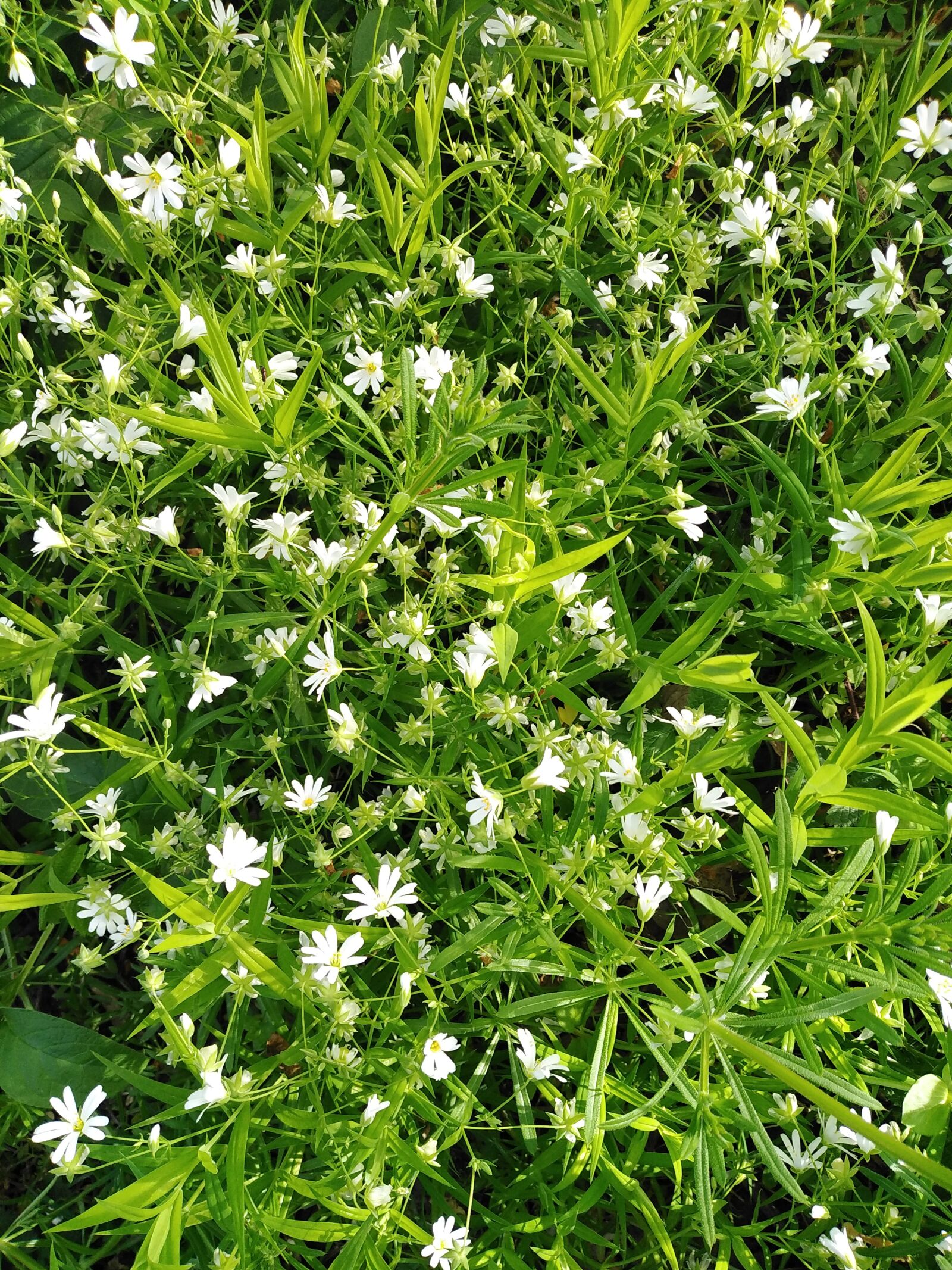 HUAWEI DUB-LX1 sample photo. Spring, flowers, countryside photography