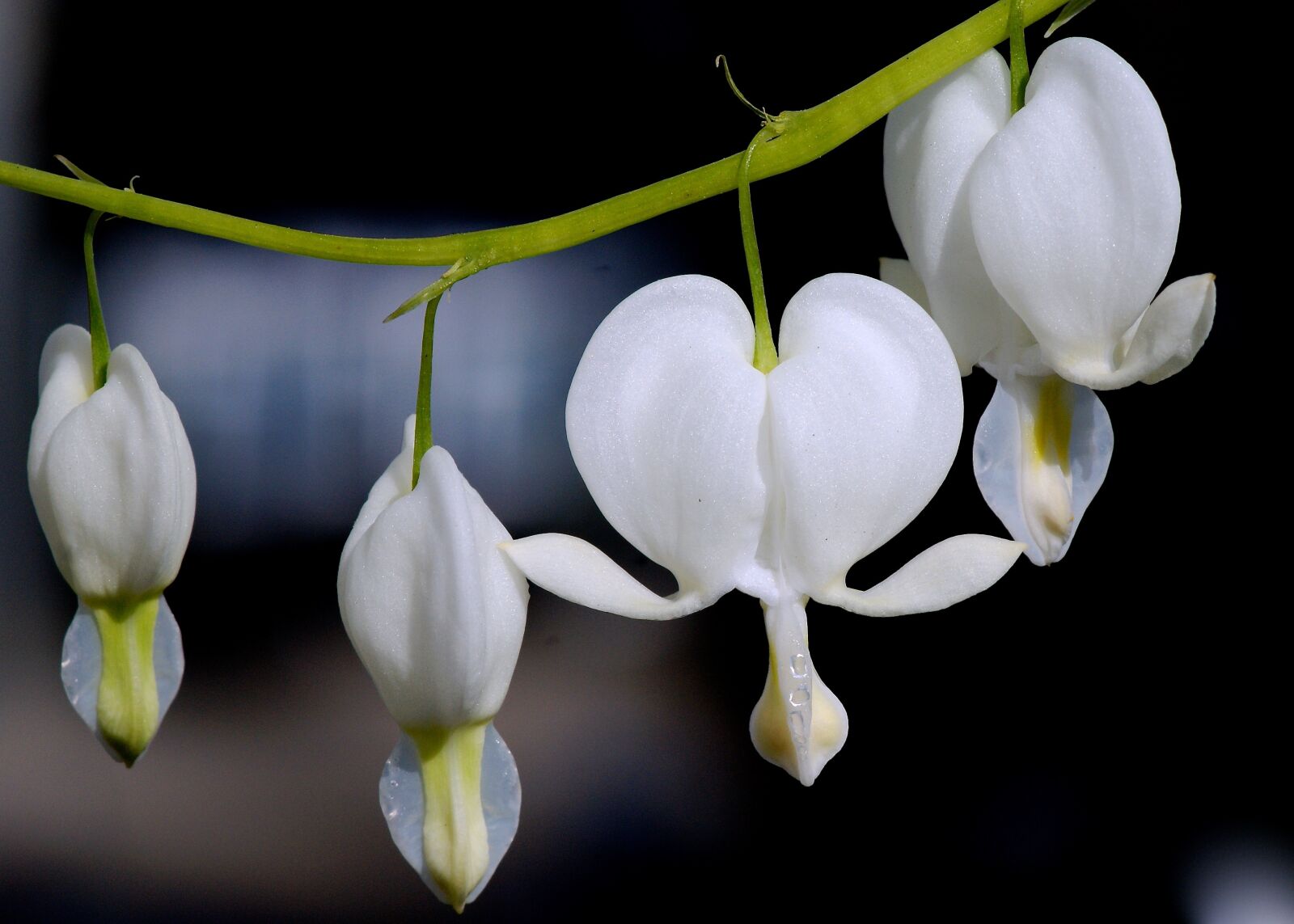 Sony Alpha DSLR-A350 sample photo. Bleeding heart, flower, blossom photography