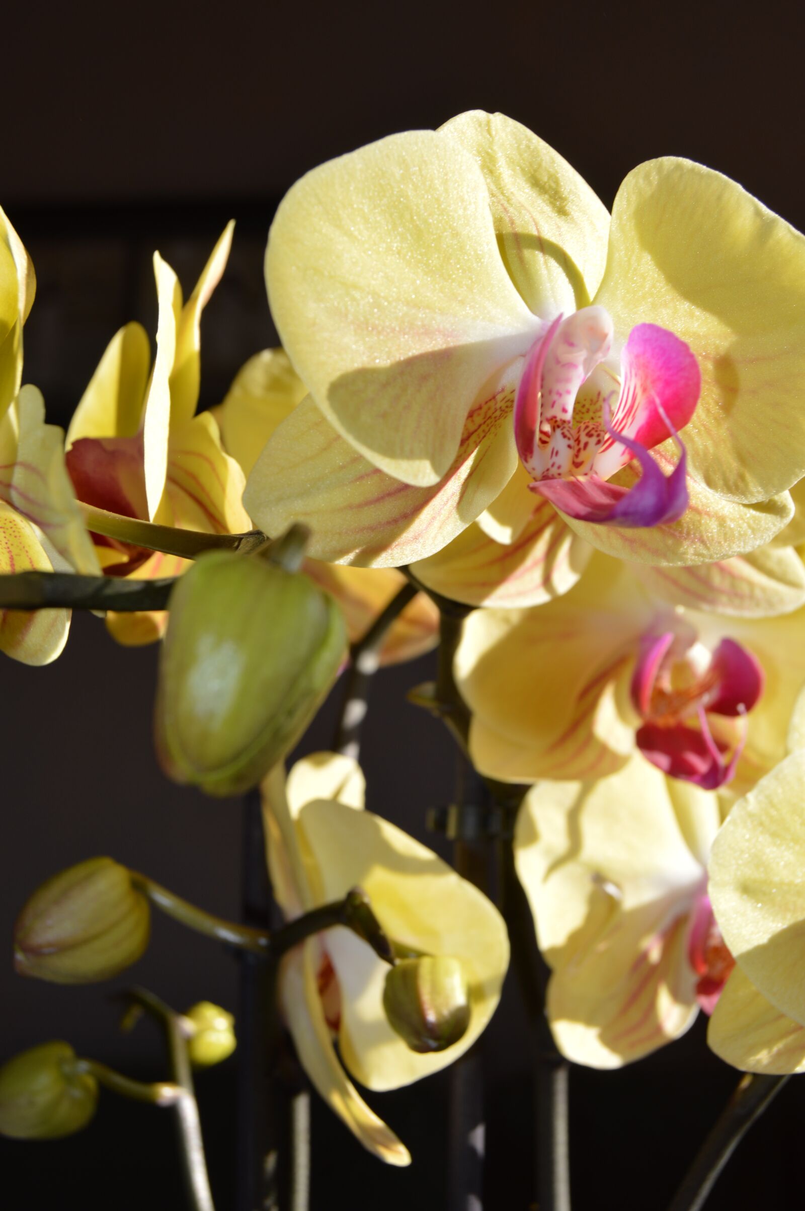 Nikon D3200 sample photo. Flower, orchid, petal photography