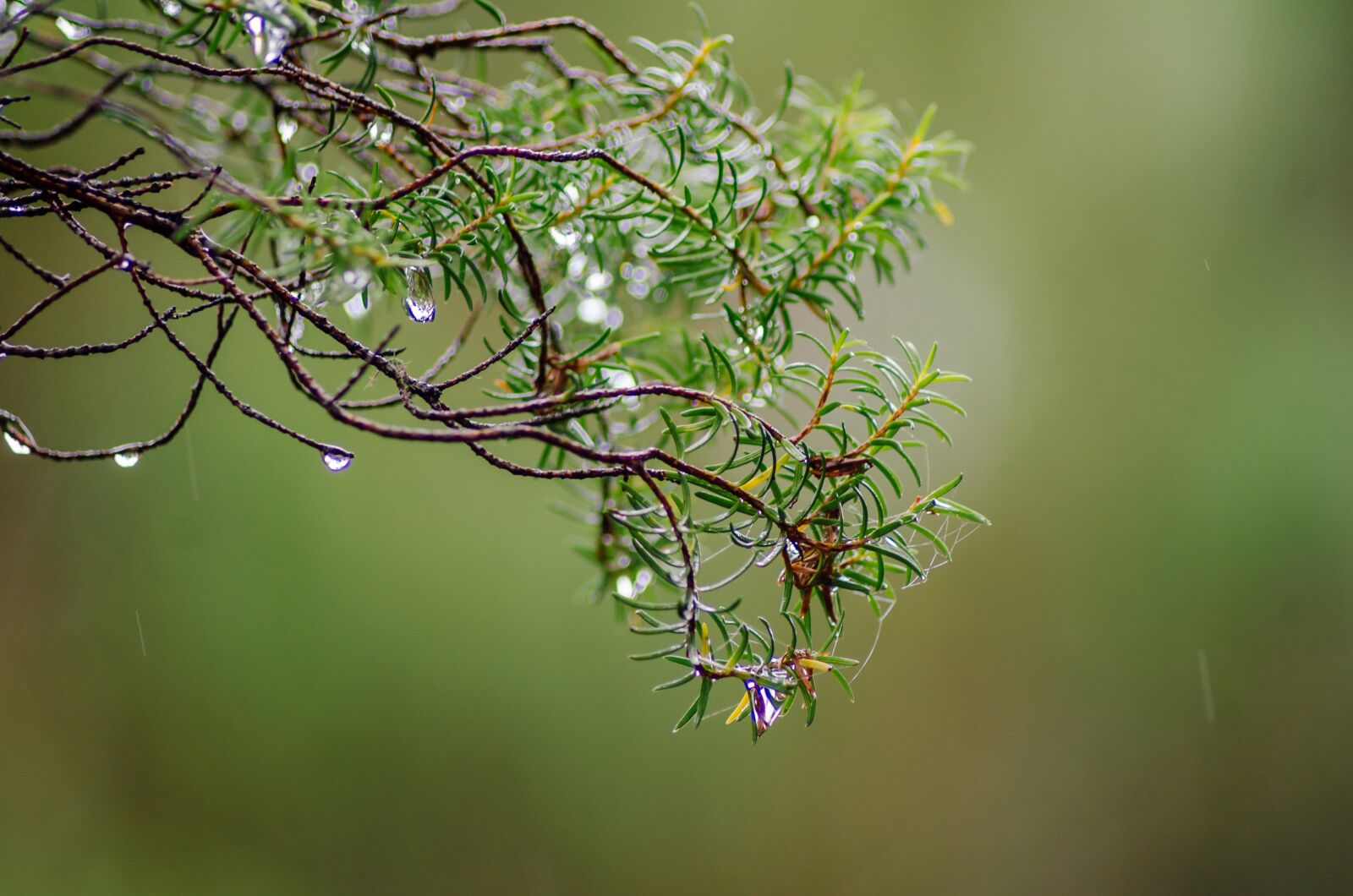 Nikon D7000 sample photo. Lewady, moss, plant photography