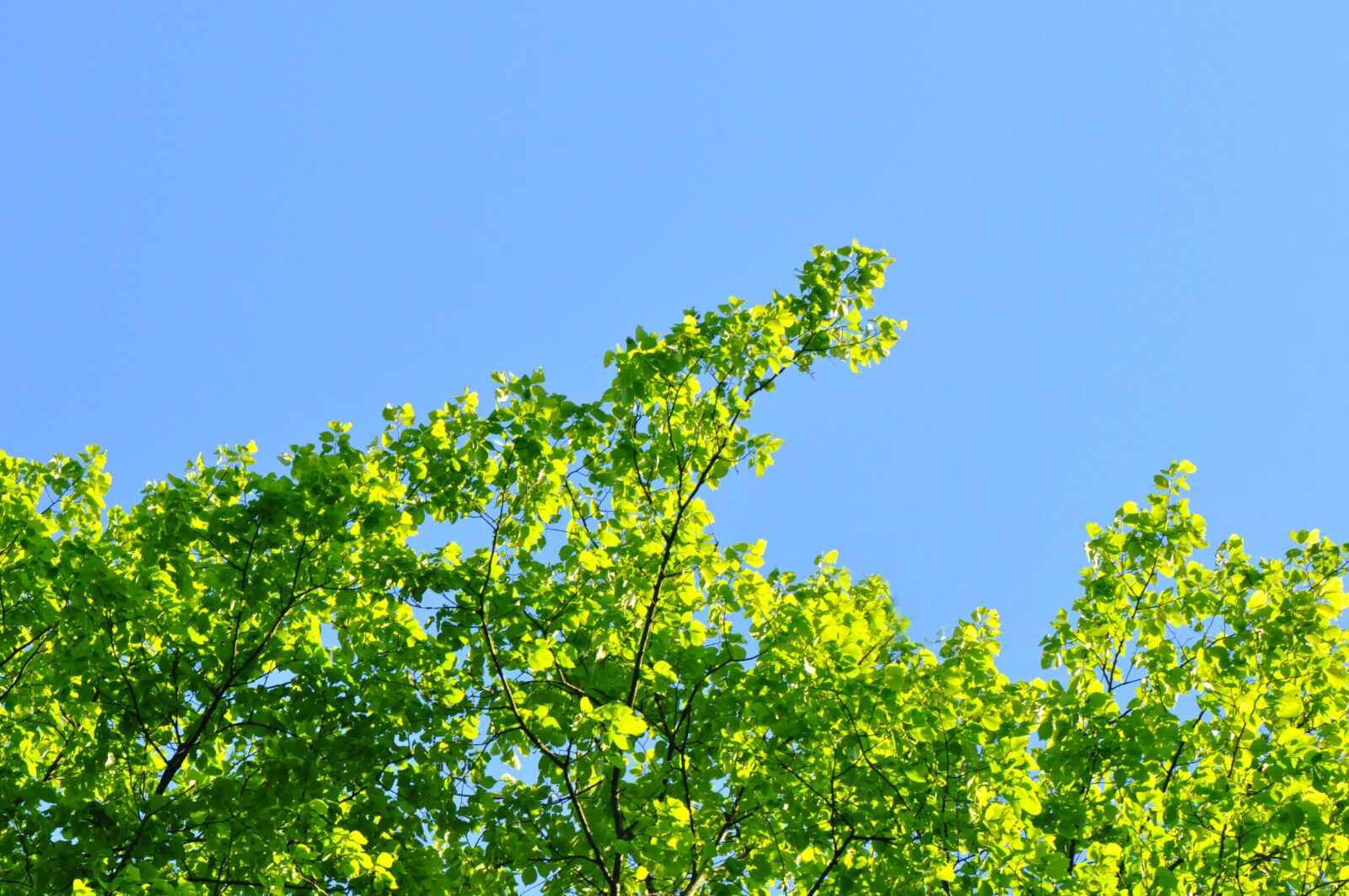 Nikon D90 sample photo. Tree, tree top, leaf photography