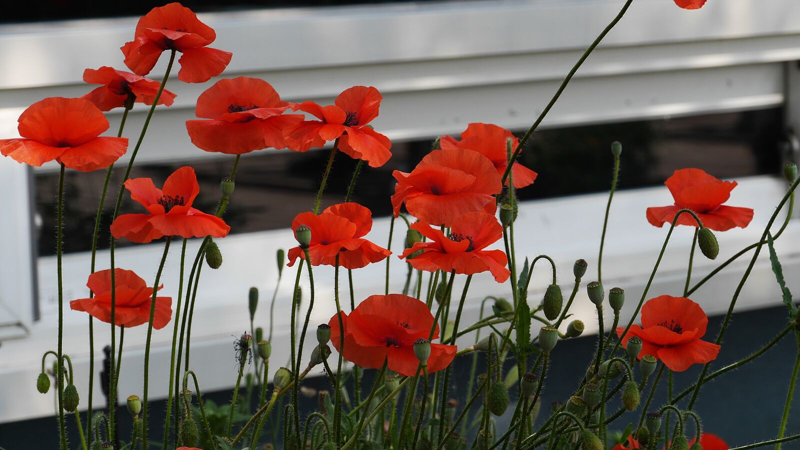 Panasonic Lumix DMC-GH3 sample photo. Yanggwibikkot, flowers, plants photography