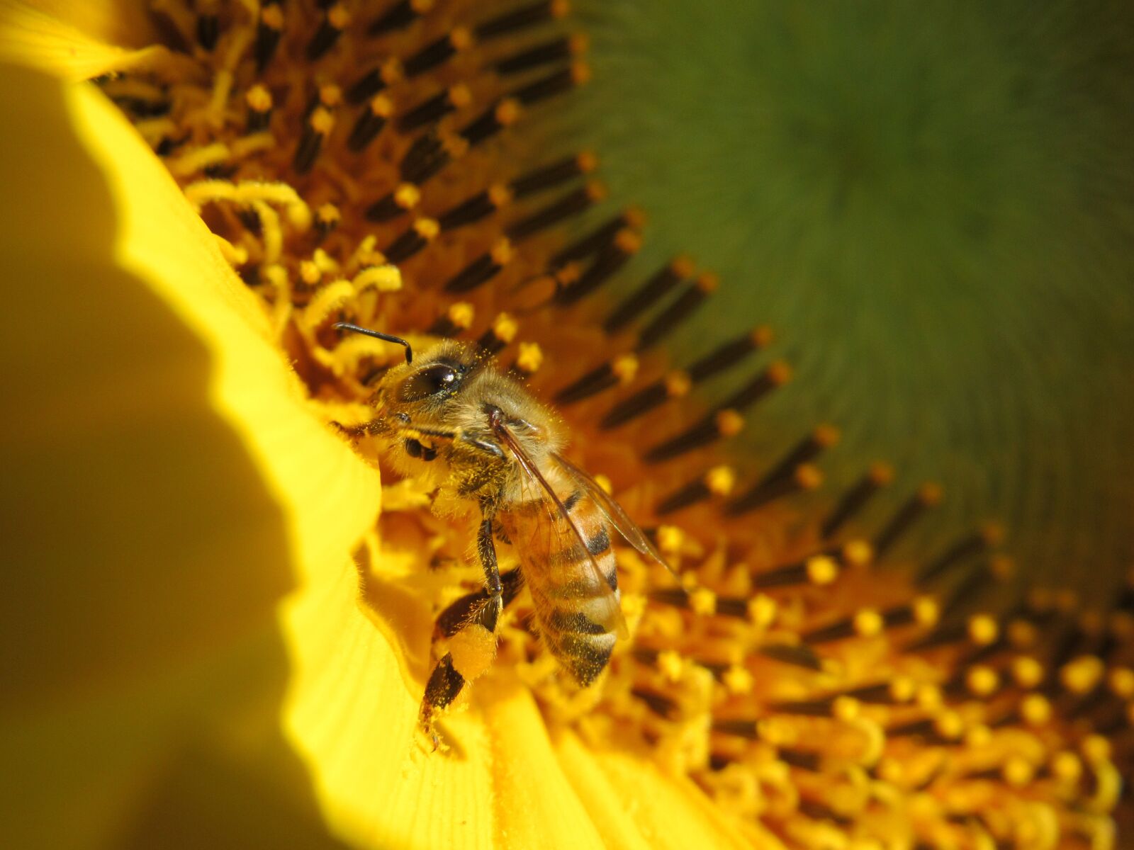 Canon PowerShot SX530 HS sample photo. Sunflower, bee, honeybee photography