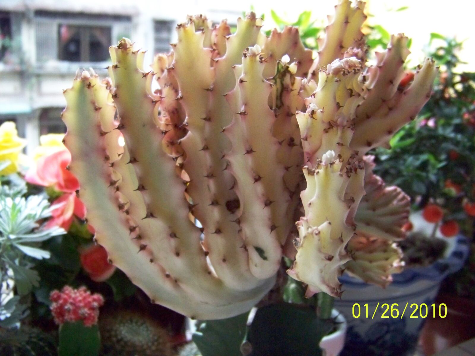 Kodak Z812 IS ZOOM DIGITAL CAMERA sample photo. Own flowers, close-up, share photography