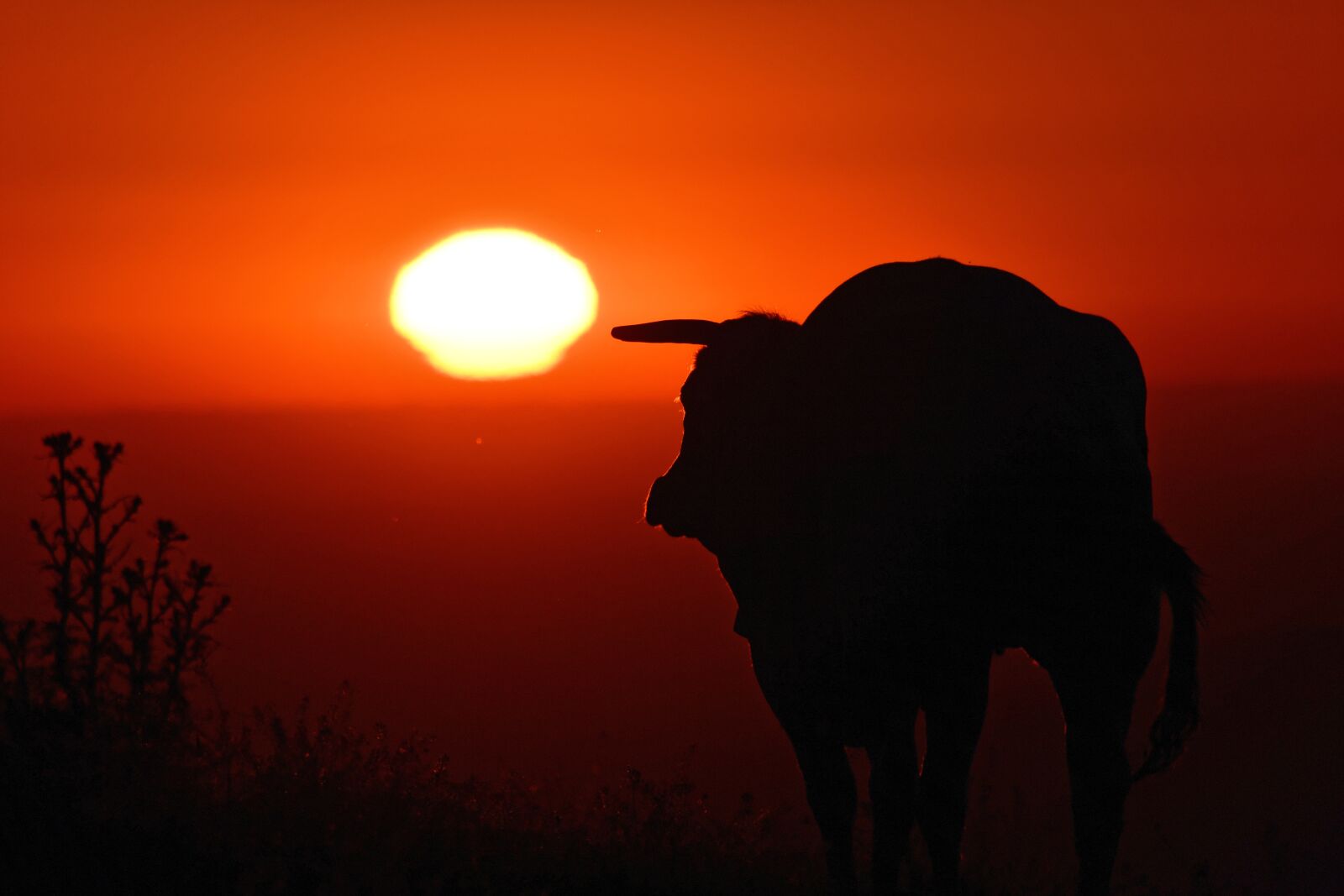 Nikon D7500 sample photo. Cow, animals, sunset photography