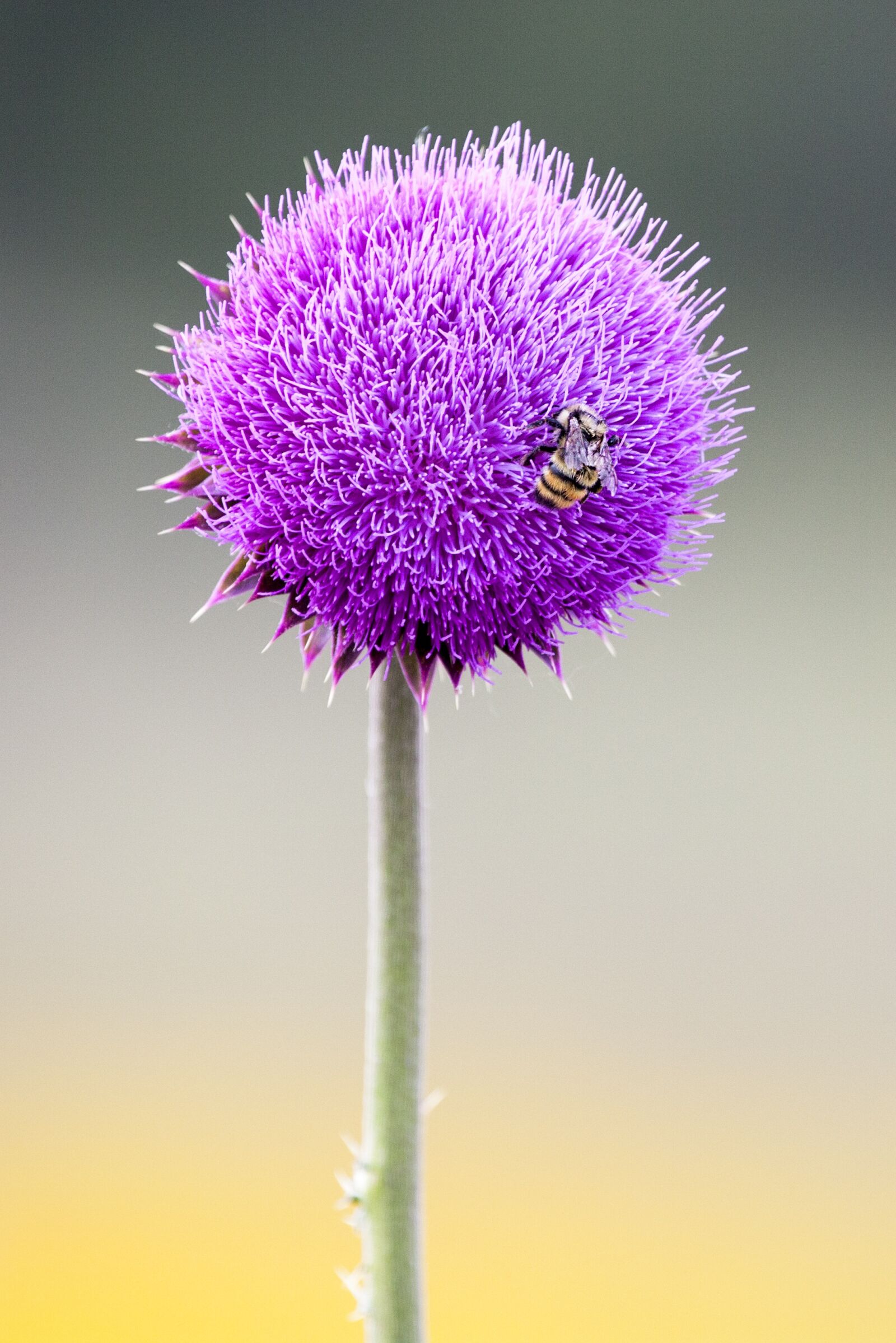 Canon EOS 5D Mark II sample photo. Bee, flower, insect photography