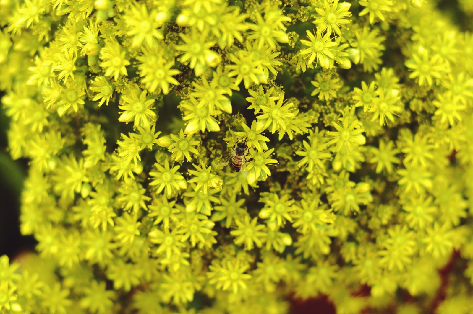 Nikon D3200 sample photo. Yellow, green, flower photography