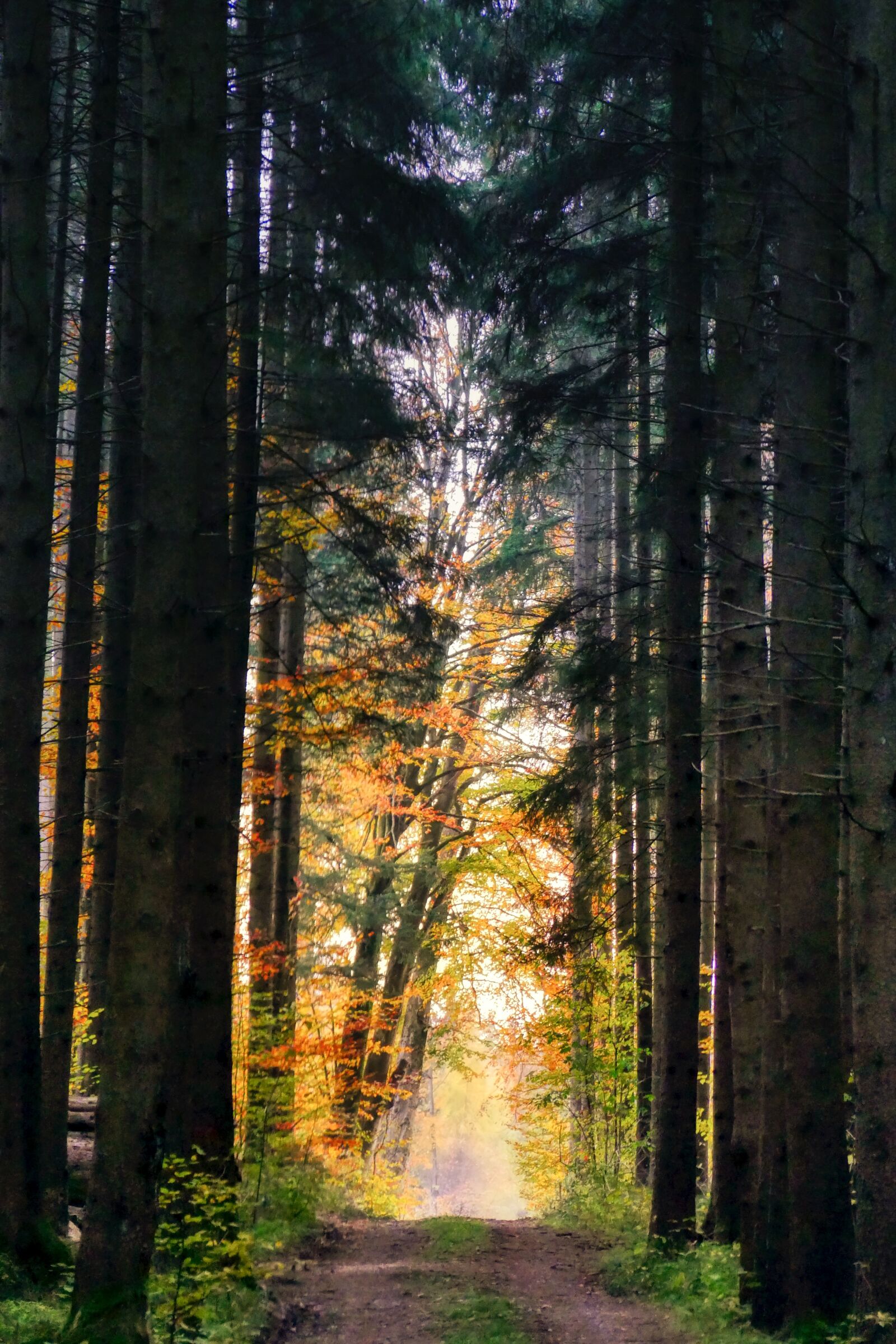 Panasonic Lumix DMC-GX8 sample photo. Forest, autumn, nature photography