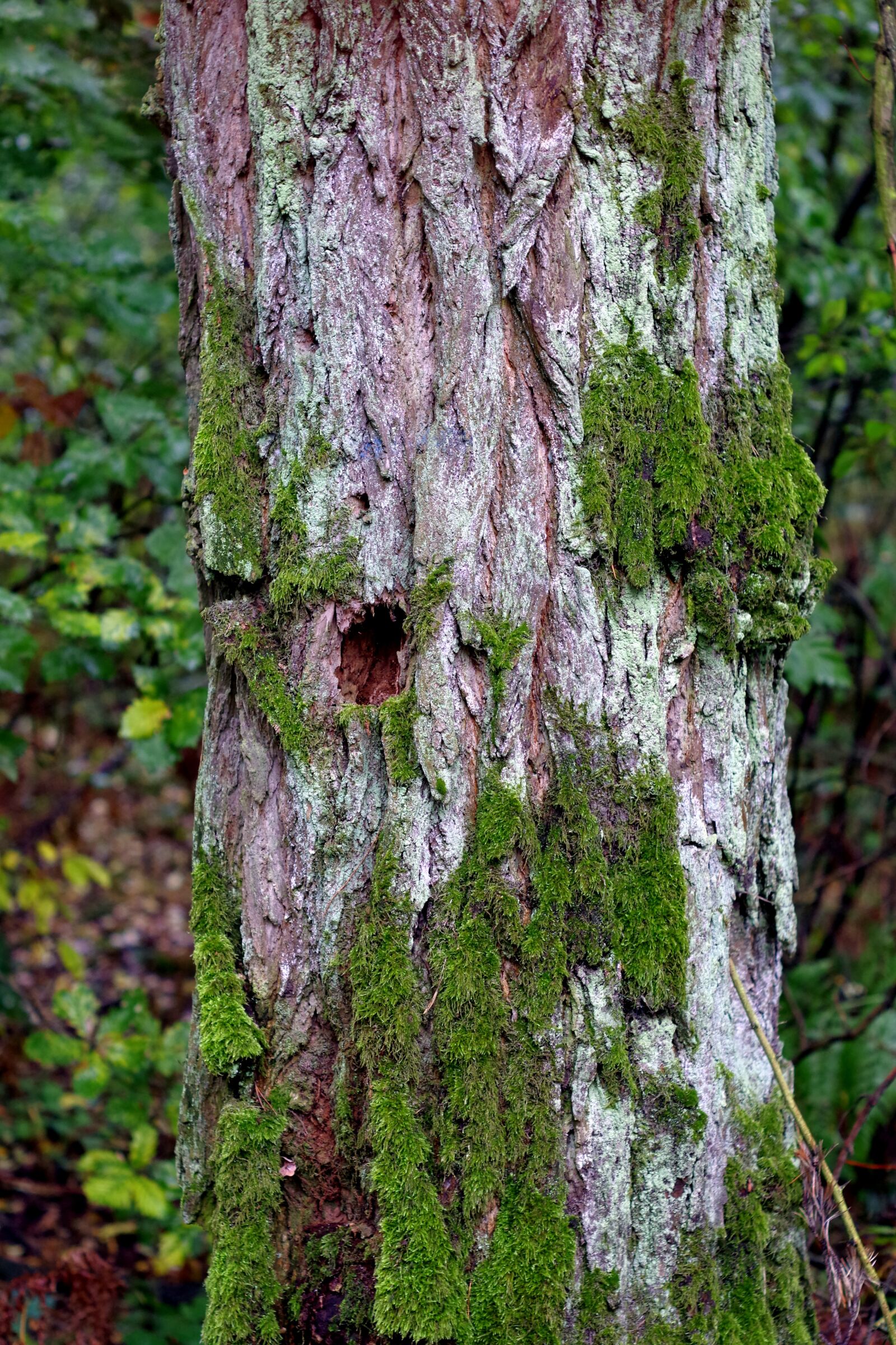 Pentax K-S2 sample photo. Tree, old, lichens photography