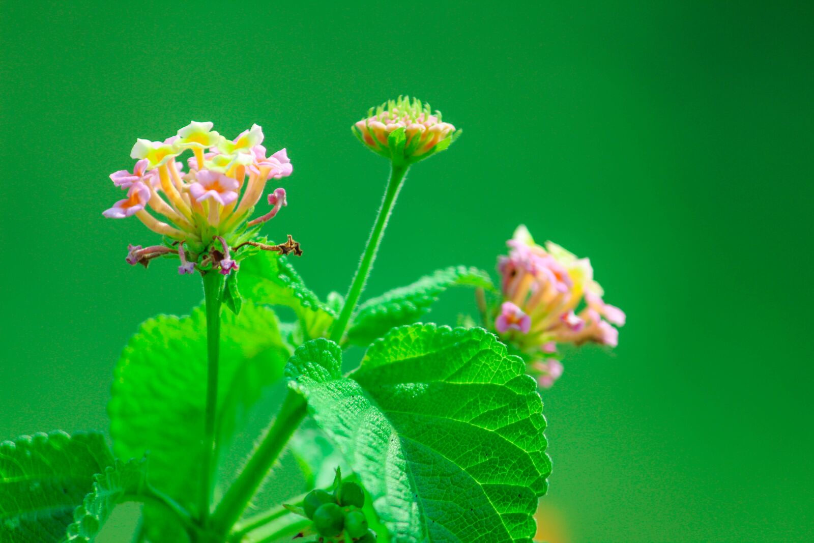 Canon EOS 1300D (EOS Rebel T6 / EOS Kiss X80) sample photo. Green, nature, flowers photography