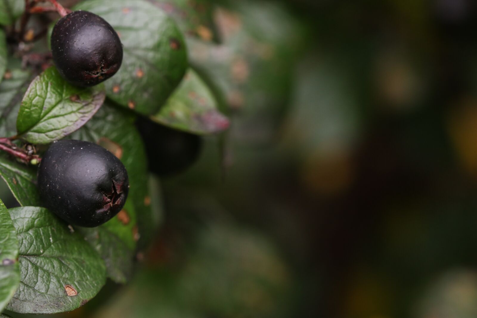 Canon EOS 7D Mark II sample photo. Berry, autumn, fall photography