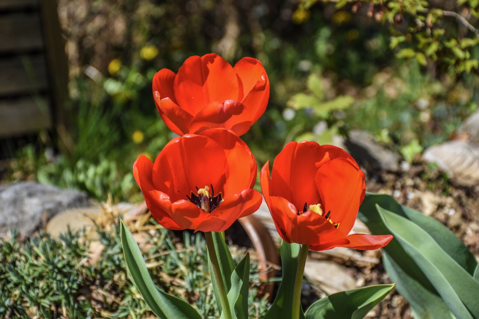 Nikon D5600 sample photo. Flowers, blooming, red photography