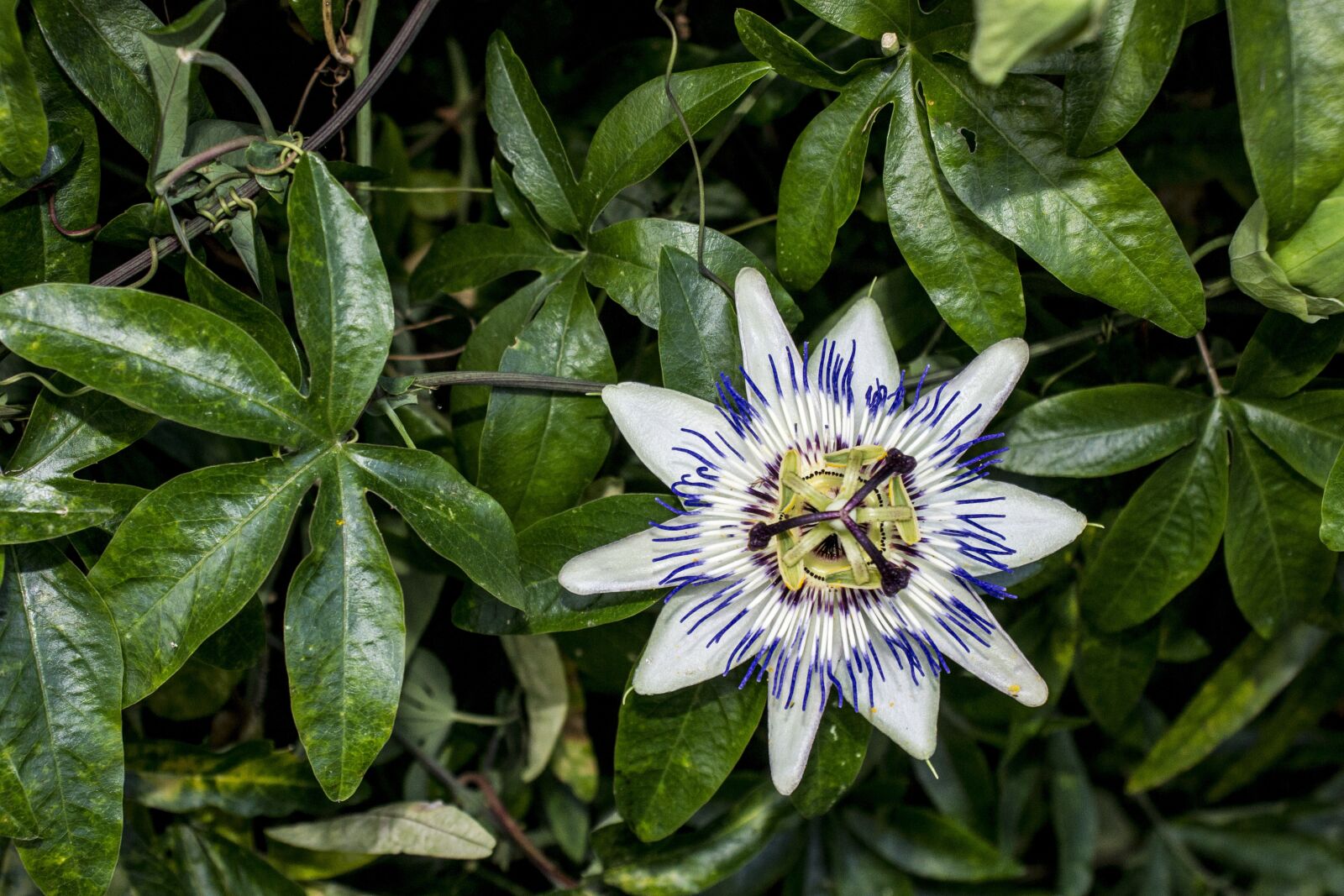 Sony Alpha DSLR-A500 sample photo. Passionflower, flower, plant photography