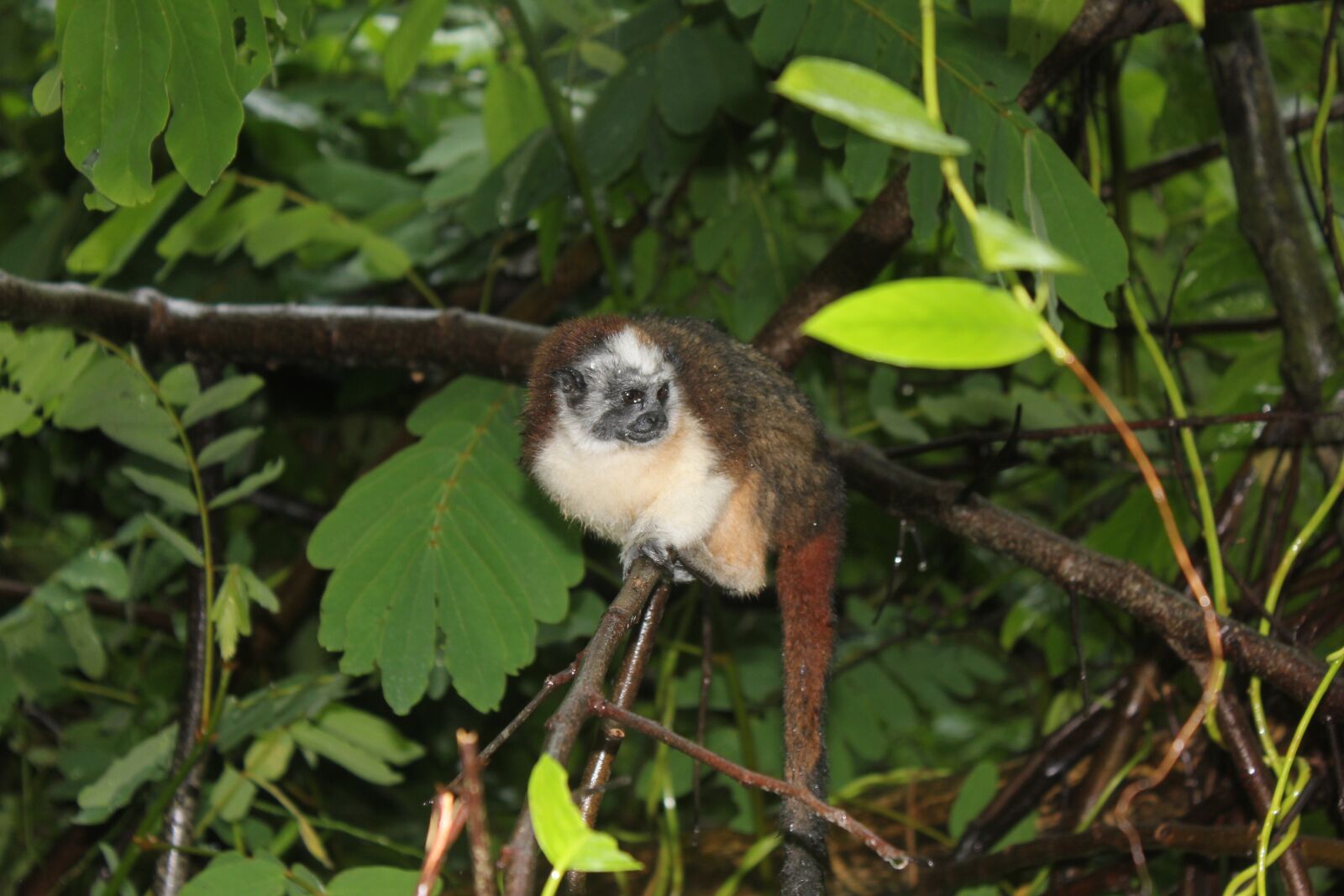 Canon EOS 550D (EOS Rebel T2i / EOS Kiss X4) sample photo. Monkey, nature, wildlife photography