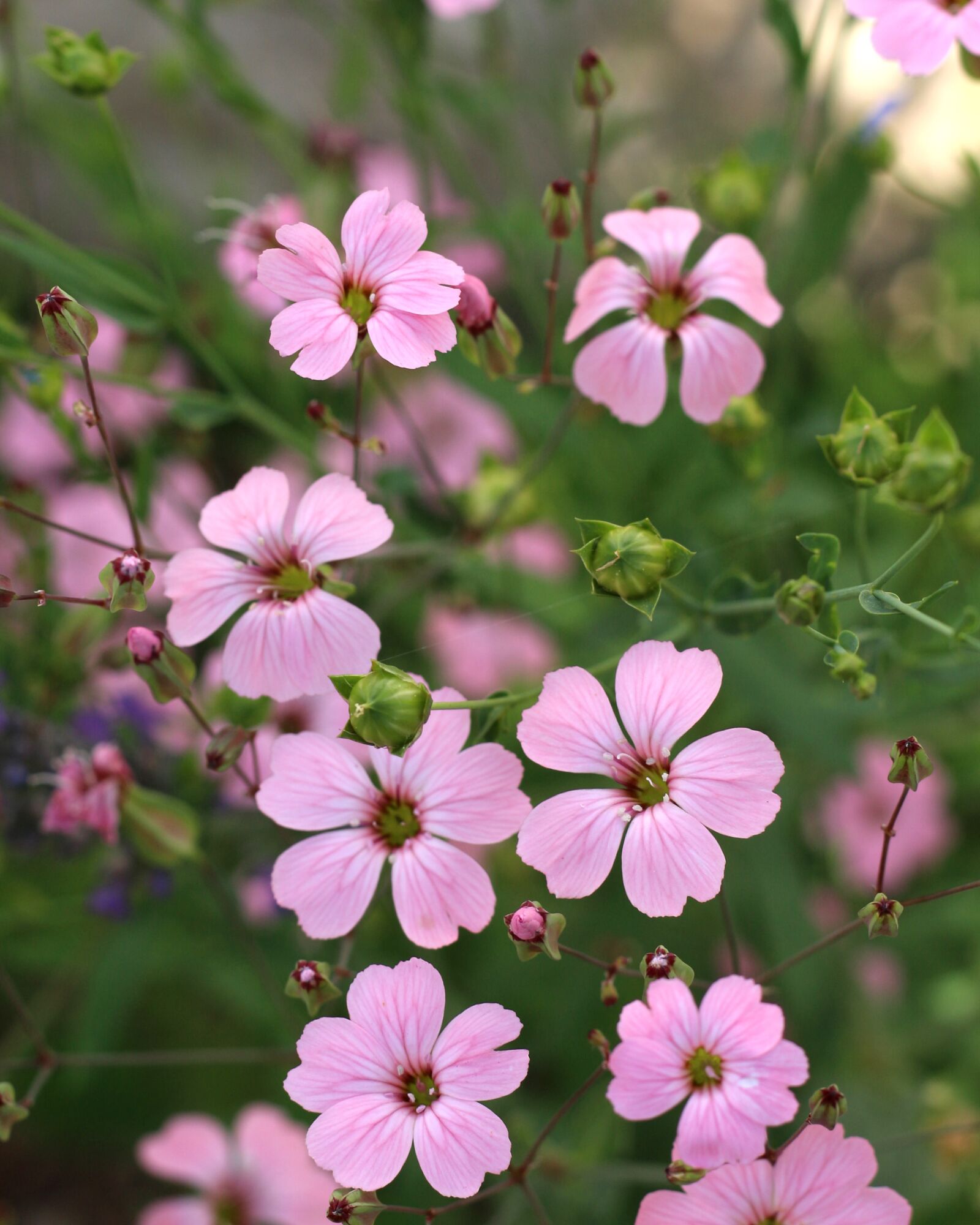 Canon EOS 700D (EOS Rebel T5i / EOS Kiss X7i) sample photo. Pink flowers, small flowers photography