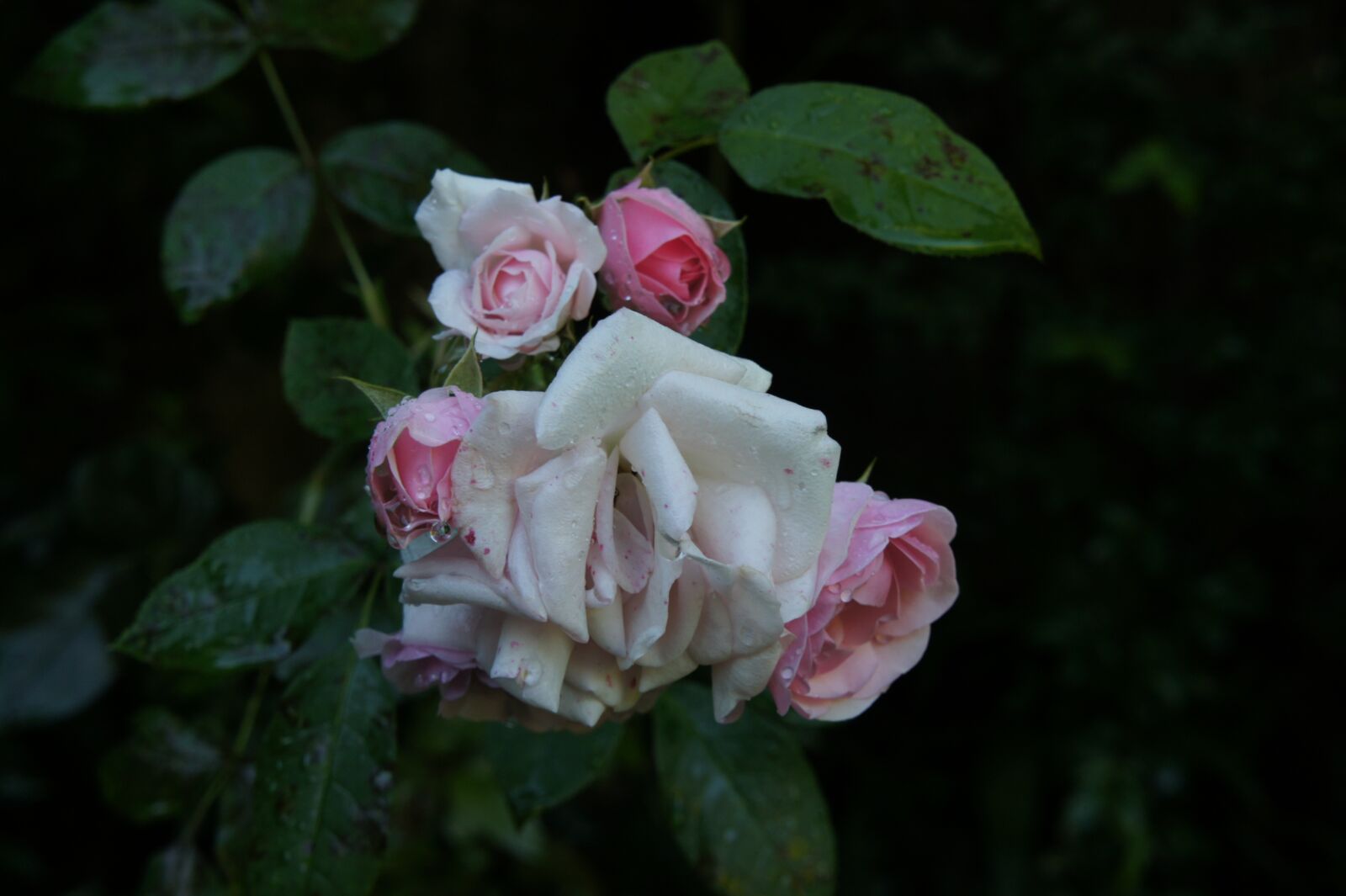 Sony Alpha NEX-3 + Sony E 18-55mm F3.5-5.6 OSS sample photo. Roses, pink, garden photography