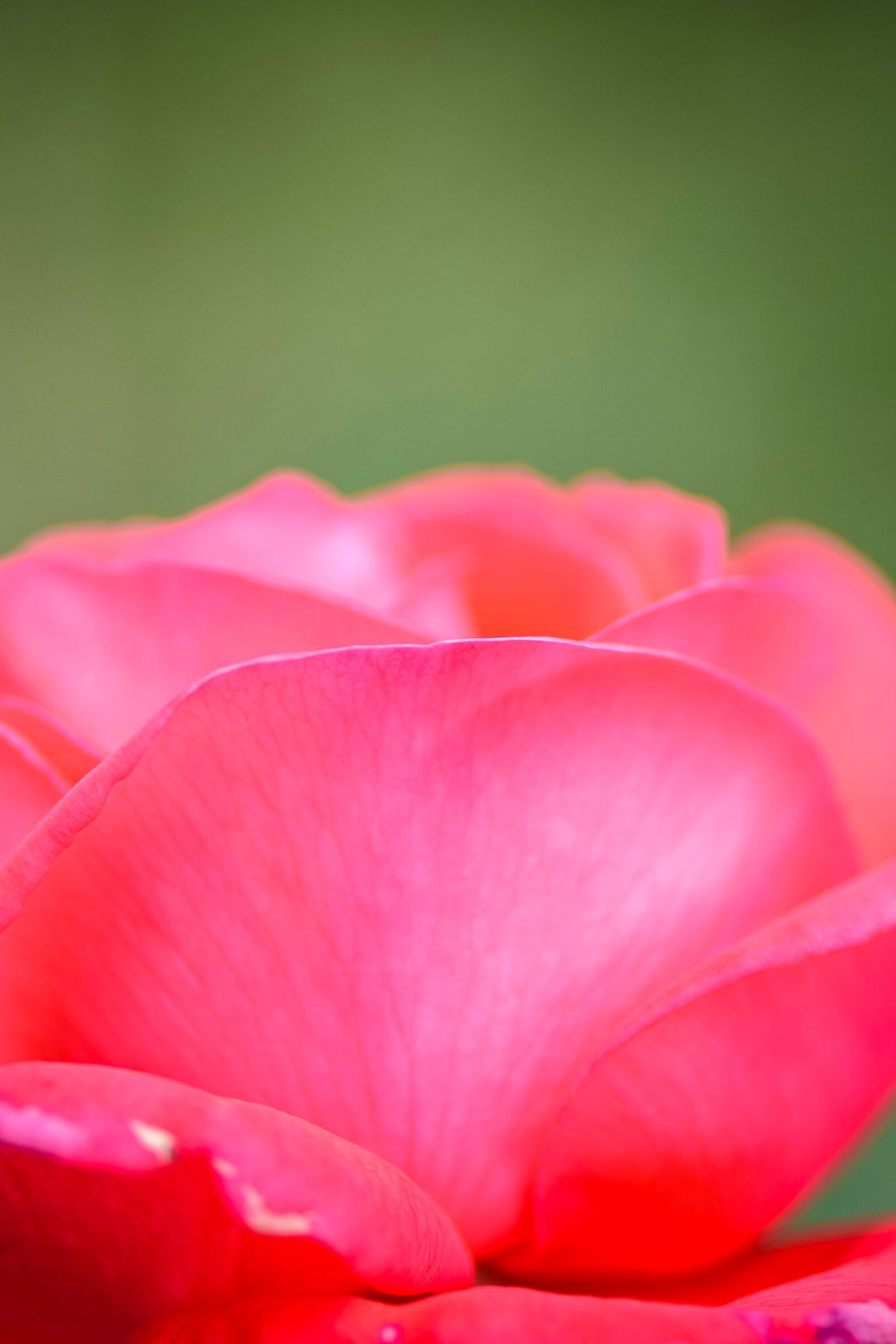 Nikon D5300 sample photo. Rose, flowers, red photography