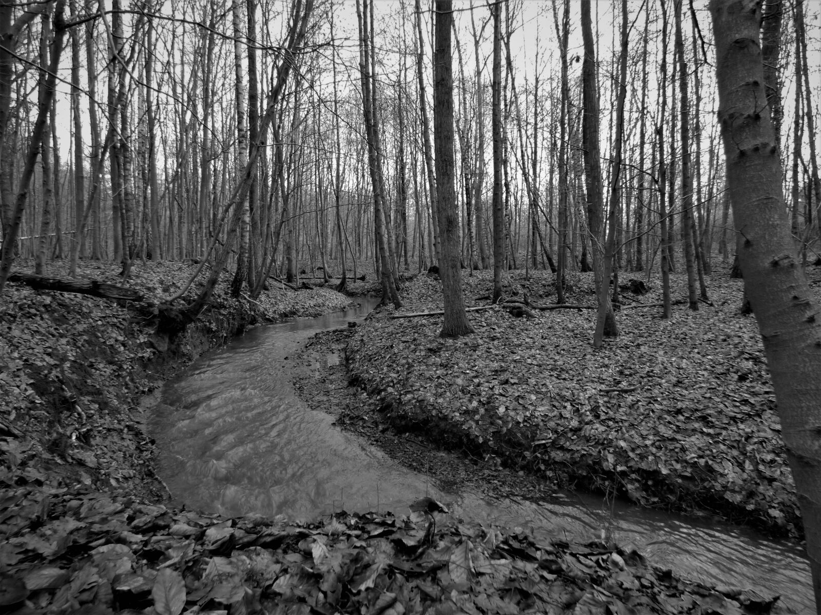 Panasonic DMC-FZ72 sample photo. Forest, bach, trees photography