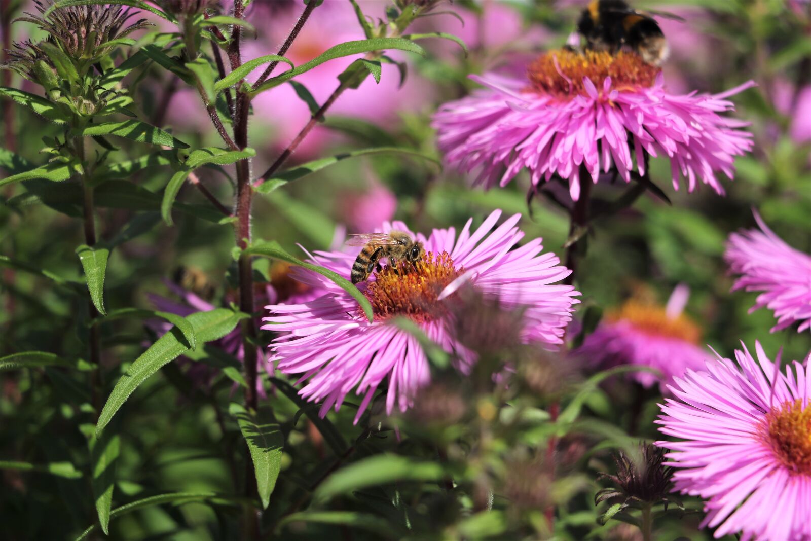 Canon EOS 7D Mark II sample photo. Bee, honeybee, insect photography