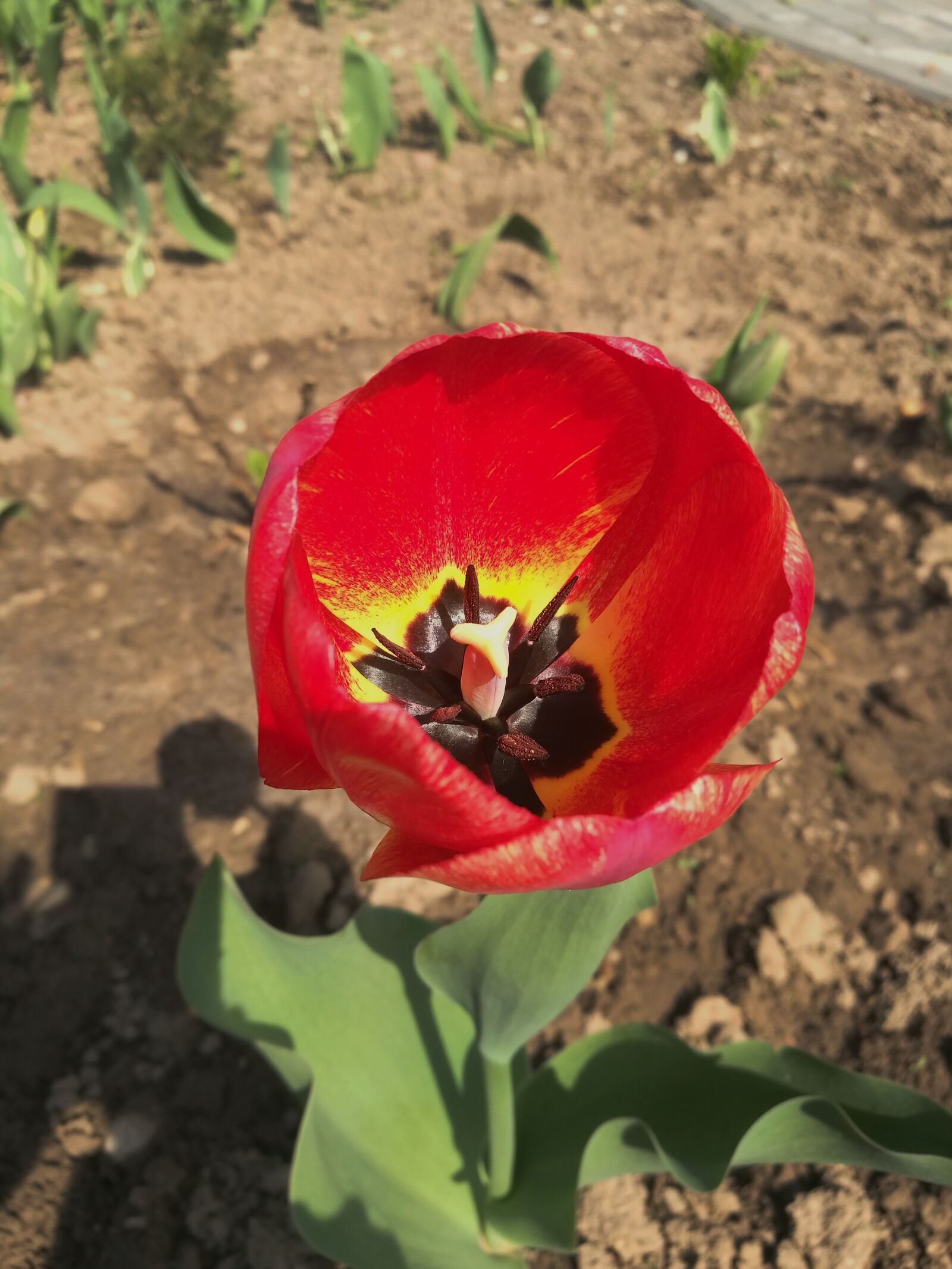 HUAWEI P9 sample photo. Tulip, spring, flowers photography