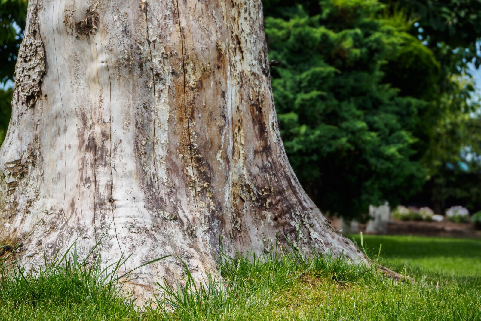 Olympus OM-D E-M10 II sample photo. Log, bark, nature photography