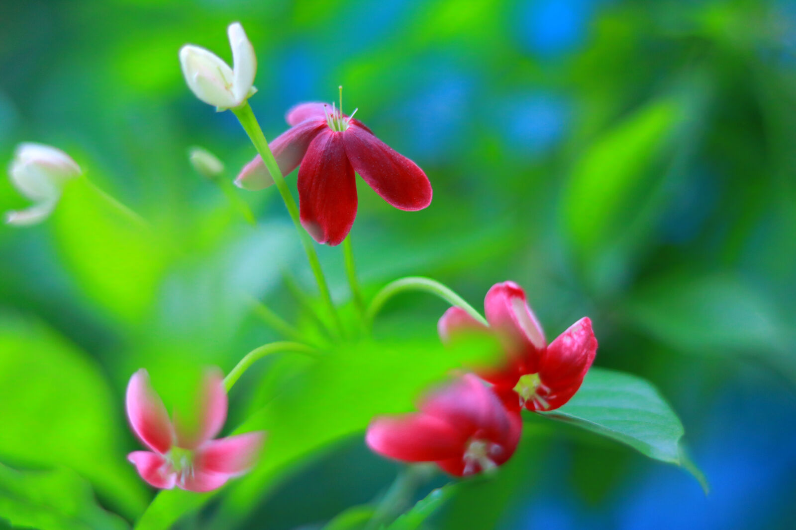 Canon EOS 760D (EOS Rebel T6s / EOS 8000D) + Canon EF 50mm F1.8 STM sample photo. Flowers, fresh, theme, summer photography