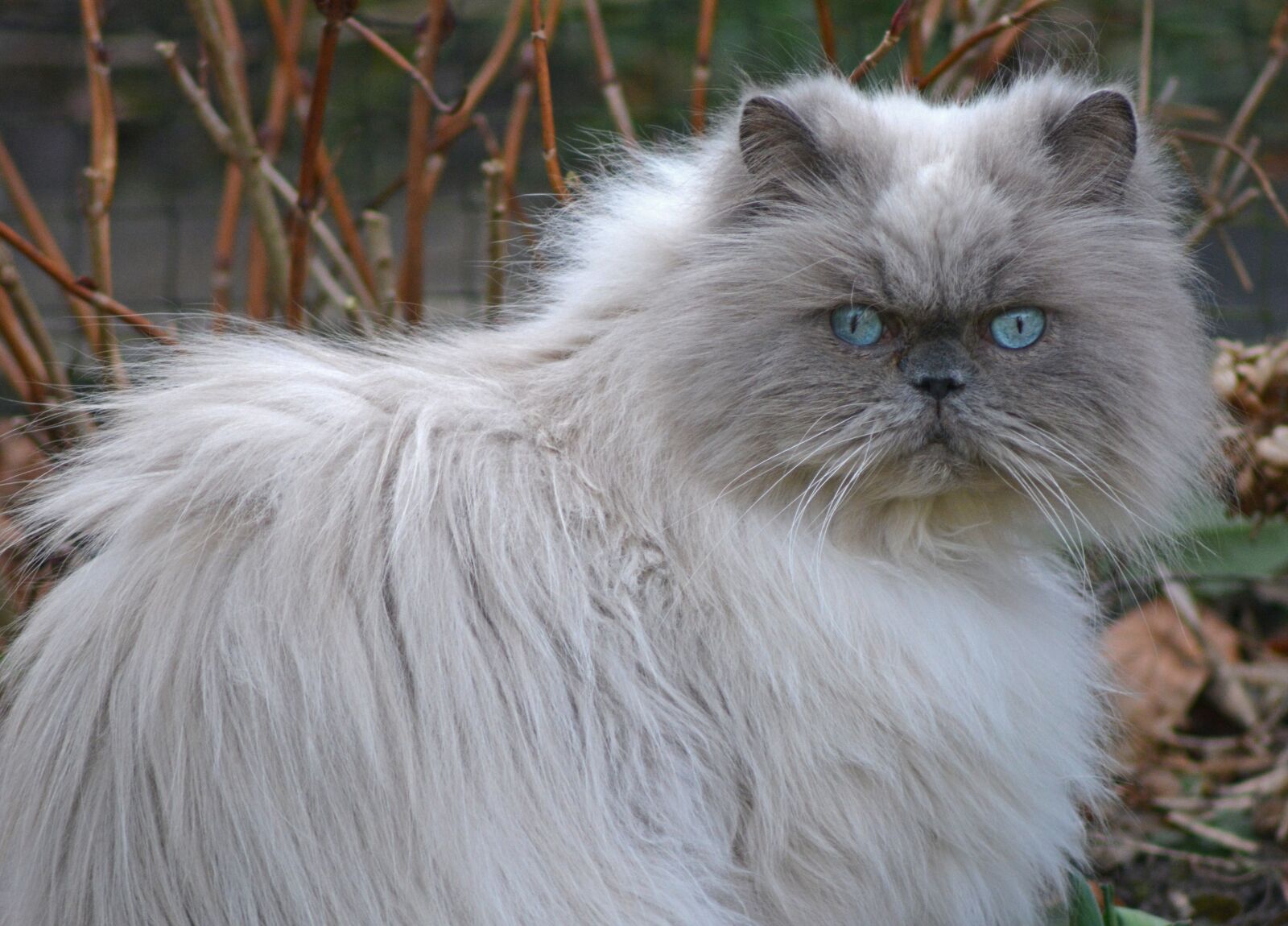 Nikon D5200 sample photo. Cat, blue eye, animal photography