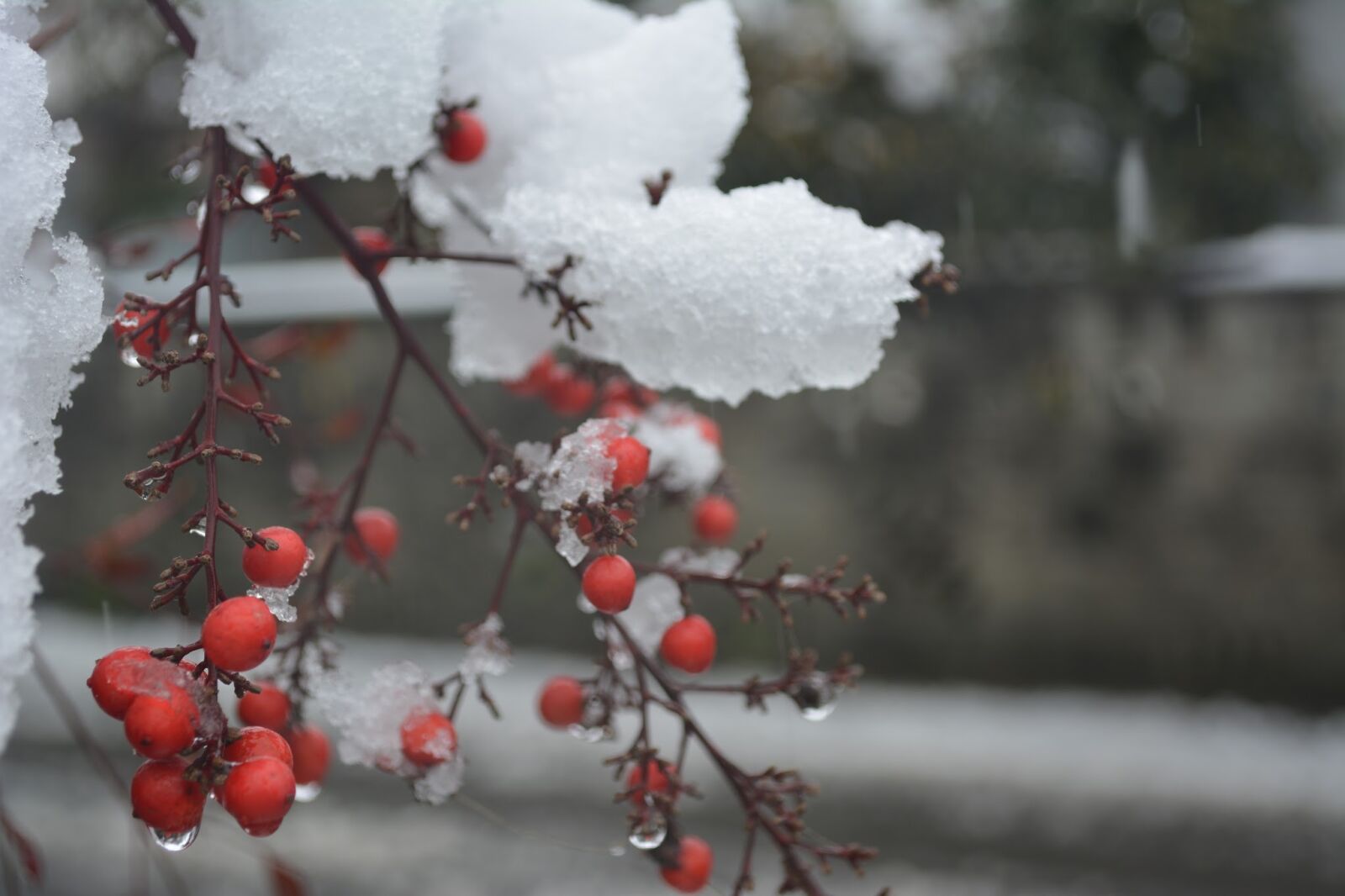 Nikon D5200 sample photo. Winter, southern sky, snow photography