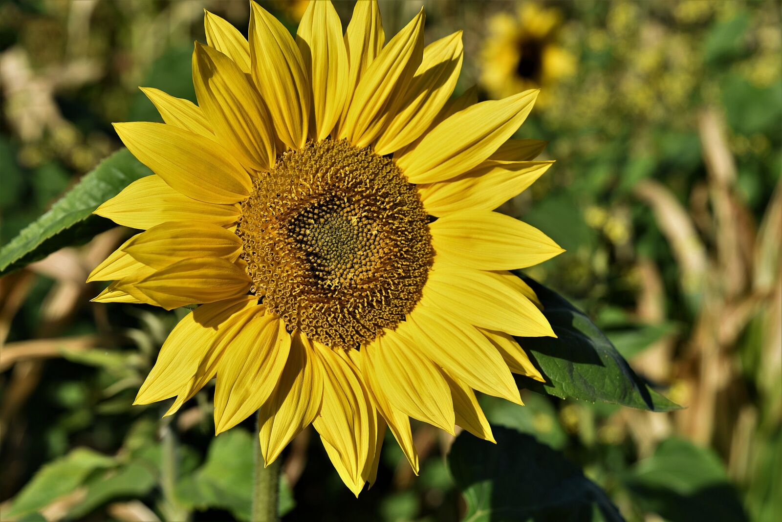 Nikon D750 sample photo. Sunflower, blossom, bloom photography