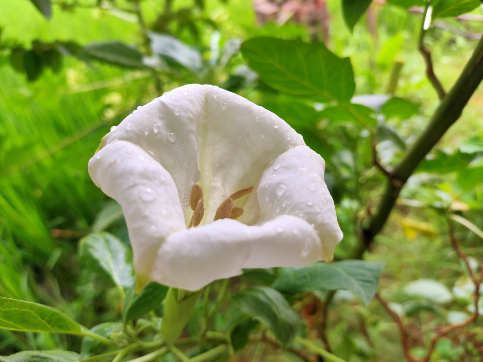 Realme 5 PRO sample photo. Flower, plants, nature photography