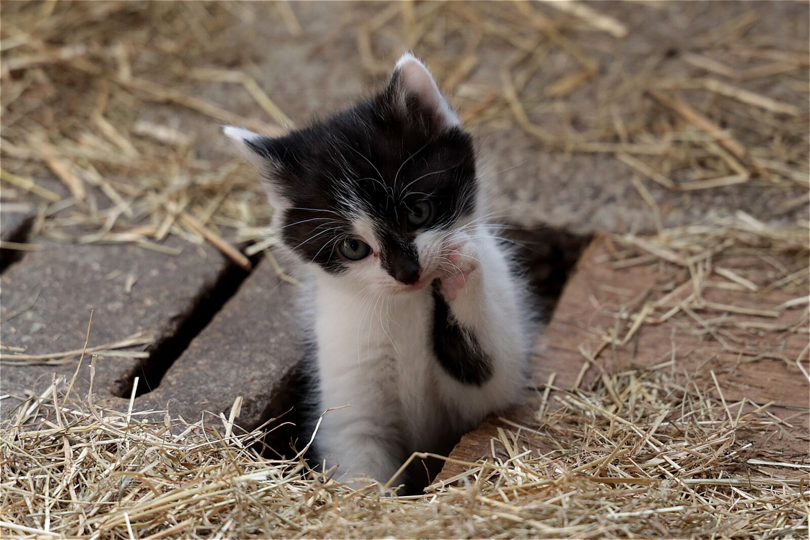 Canon RF 24-105mm F4L IS USM sample photo. Kitten, young, pet photography