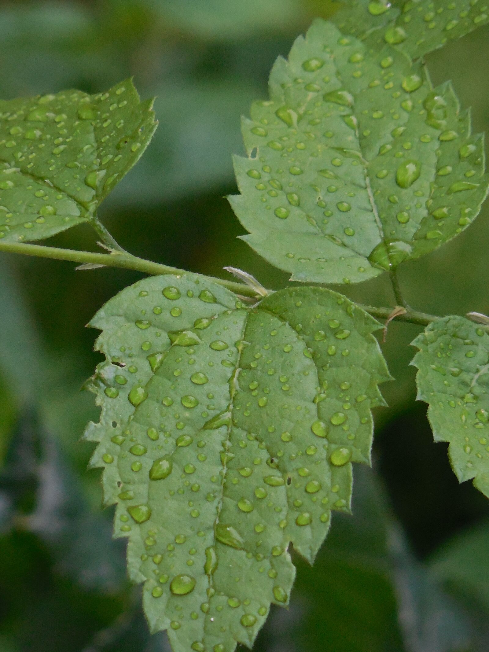 Nikon COOLPIX L620 sample photo. Dew, leaves, leaf photography