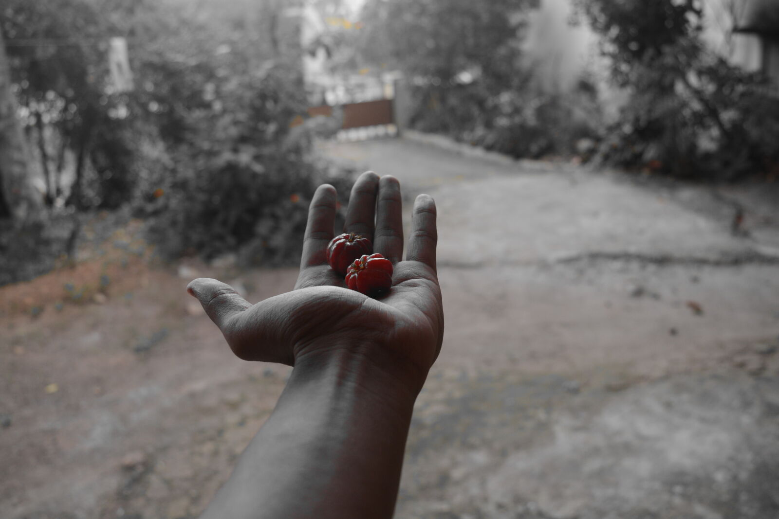 Nikon D5200 sample photo. Fruits, mothernature, nature, nikon photography