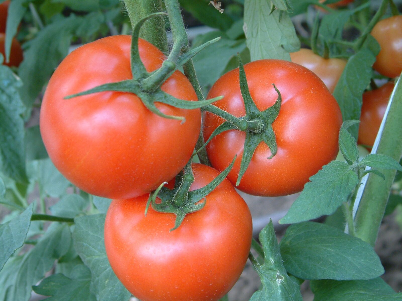 Fujifilm FinePix S602 ZOOM sample photo. Tomato, tomatoes, f ldetermin photography