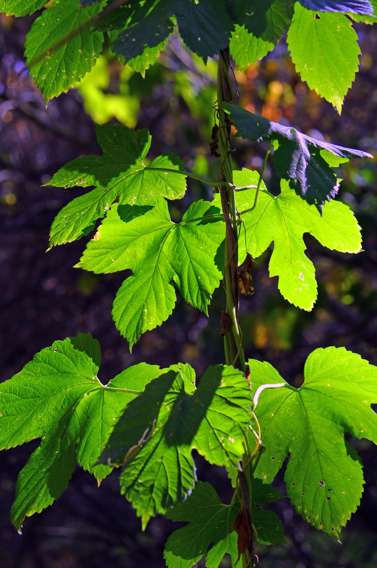 Nikon D3200 sample photo. Foliage, sunshine, shadow photography