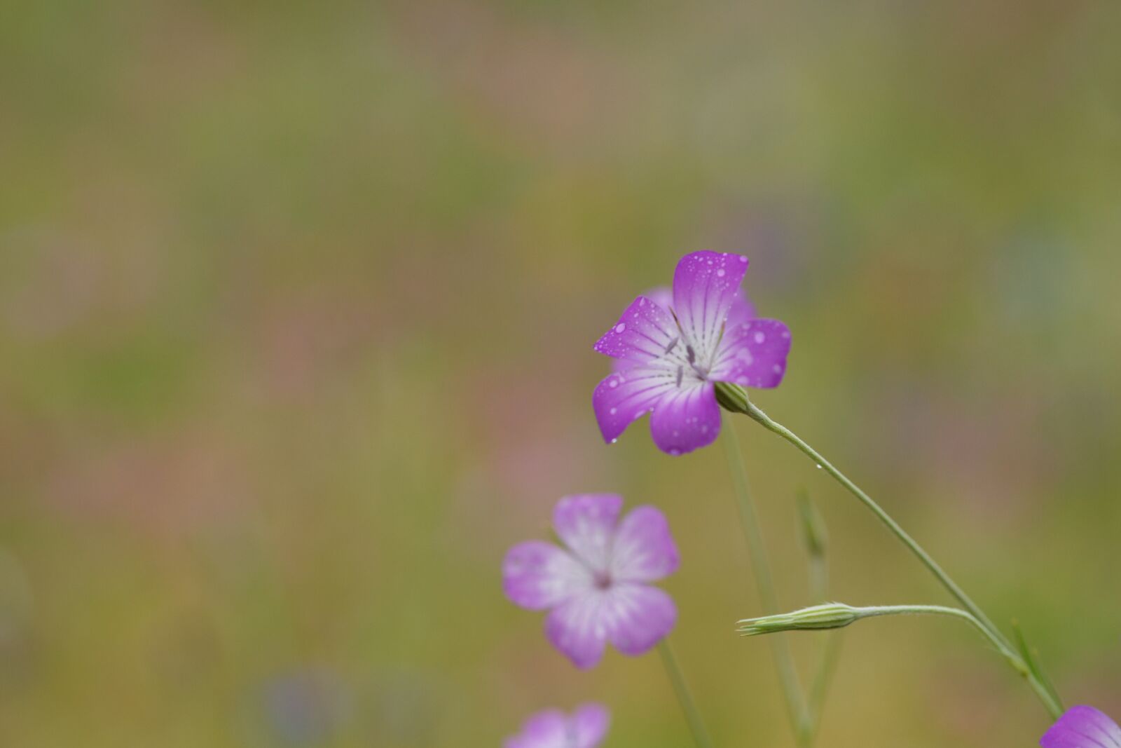 Sony Alpha DSLR-A850 sample photo. Flowers, autumn, nature photography