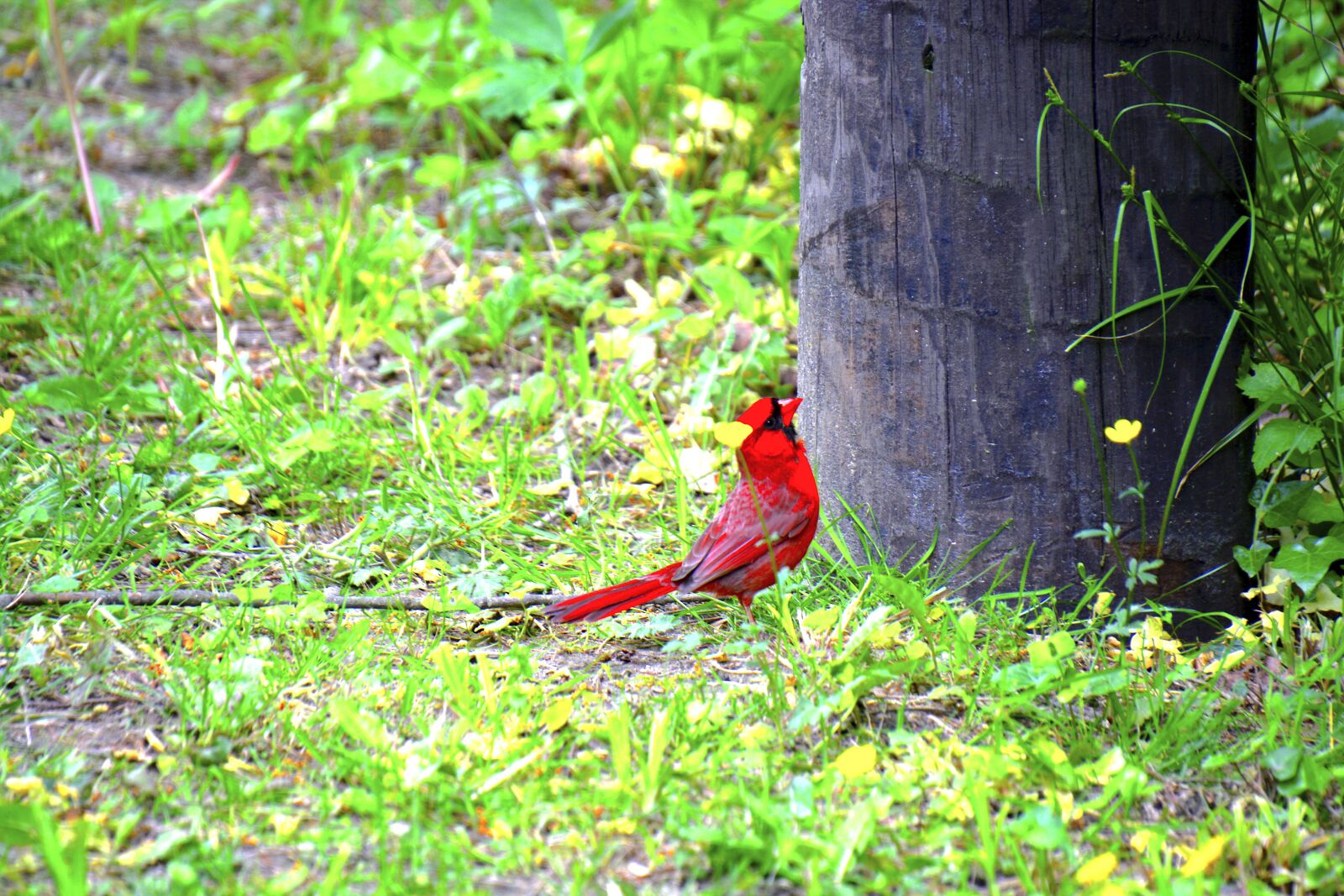Nikon D5200 sample photo. The, beautiful, bird photography
