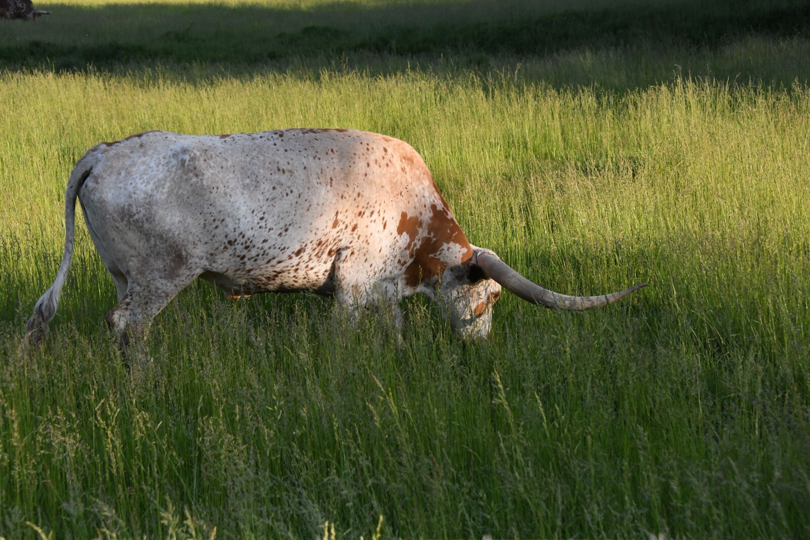 Nikon D850 sample photo. Longhorn, texas, cattle photography