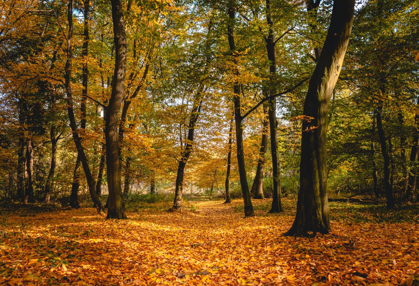 Nikon D5600 sample photo. Autumn, forest, trees photography