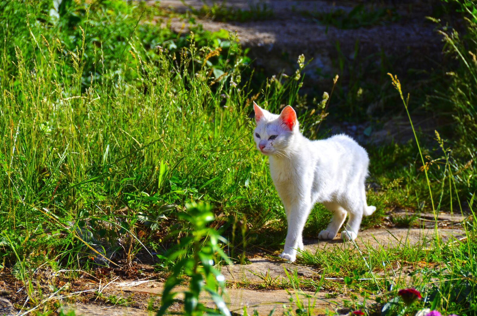 Nikon D5100 sample photo. Cat, animal, kitty photography