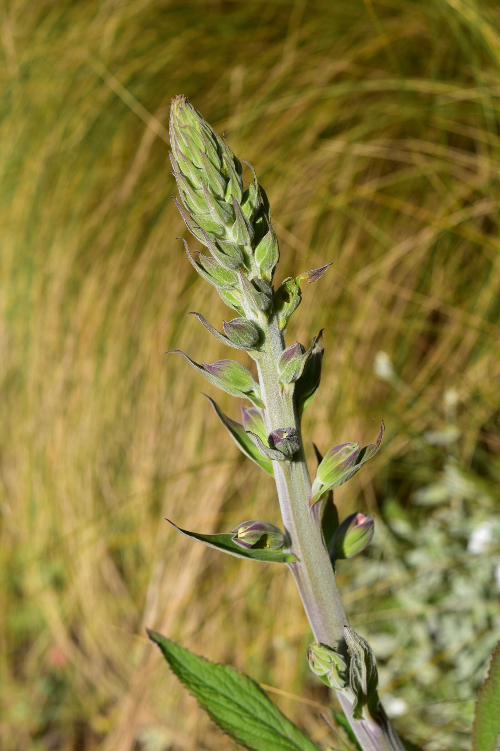 Nikon D5600 sample photo. Flower digital, medicinal flower photography
