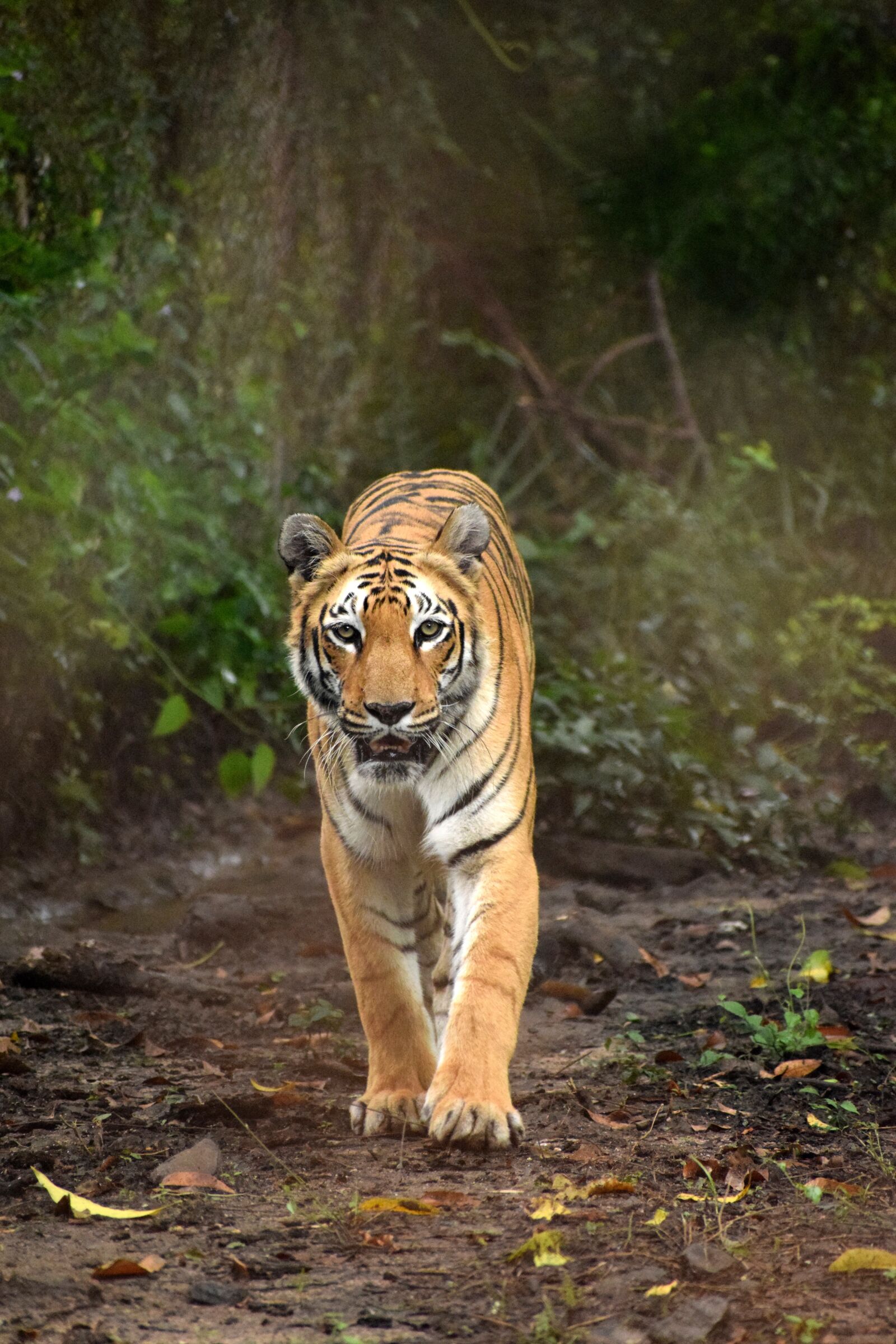 Nikon D5300 sample photo. Tiger, forest, jungle photography