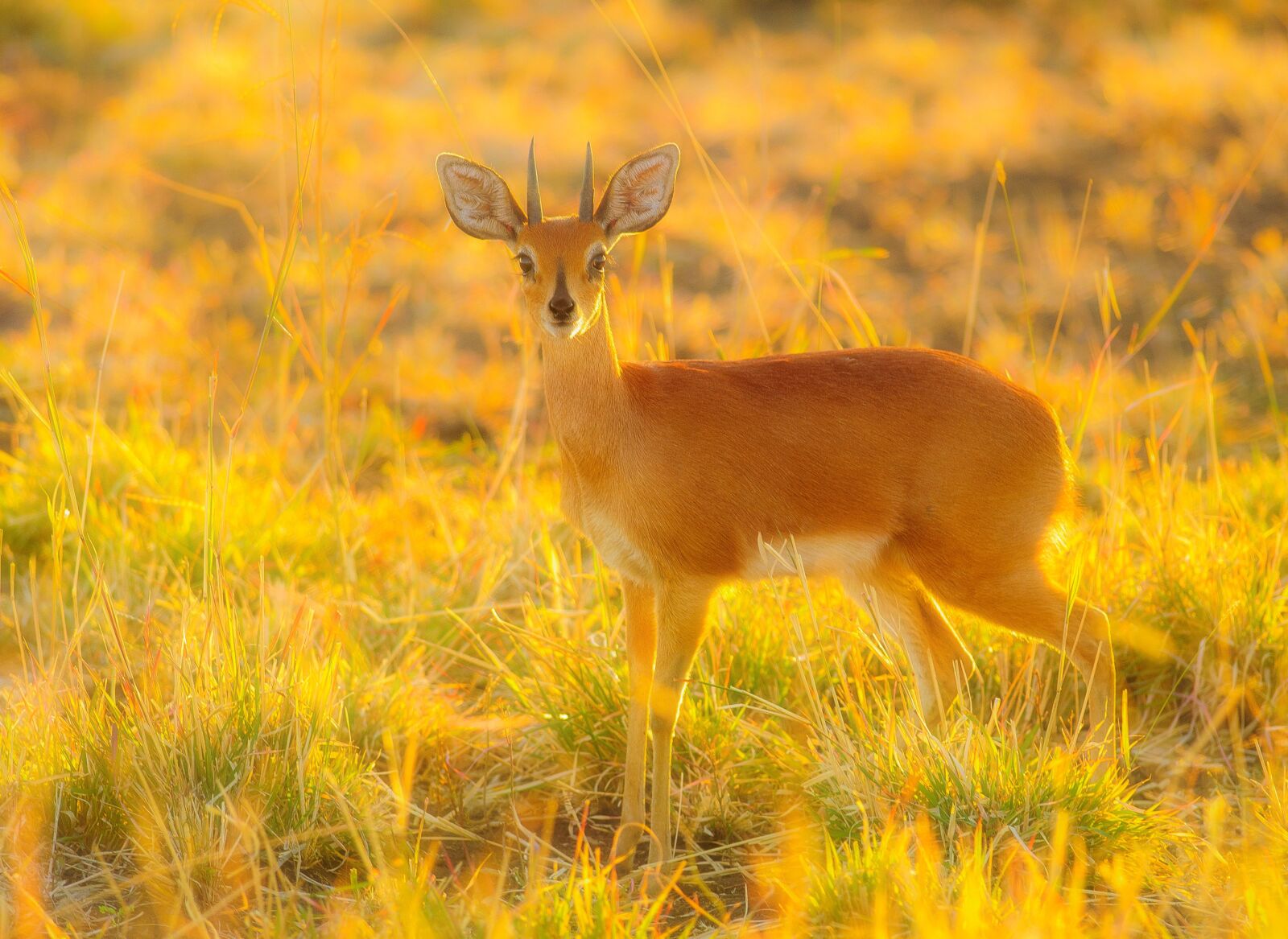Nikon D90 sample photo. Buck, wildlife, nature photography