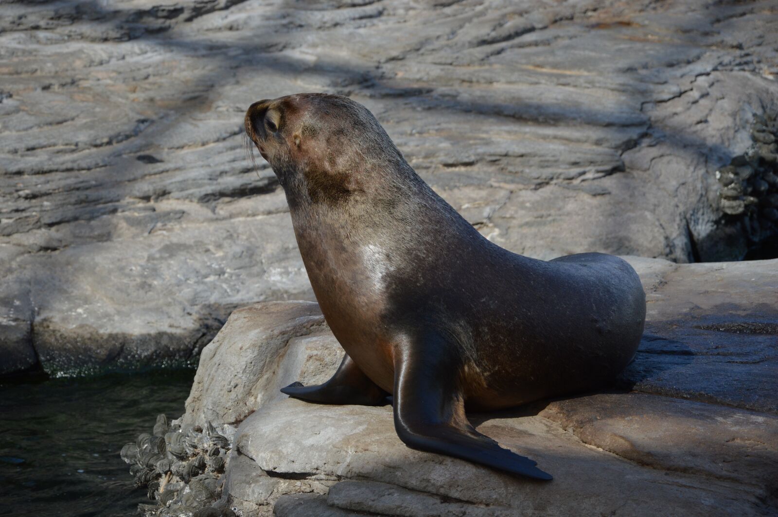 Nikon D3200 sample photo. Seal, seal navy, sea photography