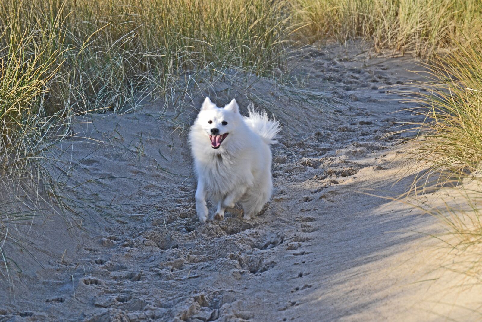 Nikon D3100 sample photo. Japanese, spitz, dog photography
