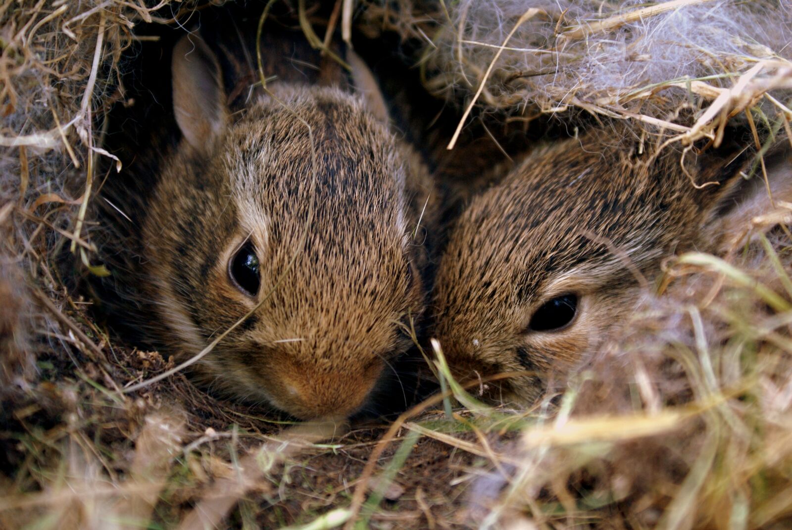Sony Alpha DSLR-A100 sample photo. Bunnies, rabbits, bunny photography