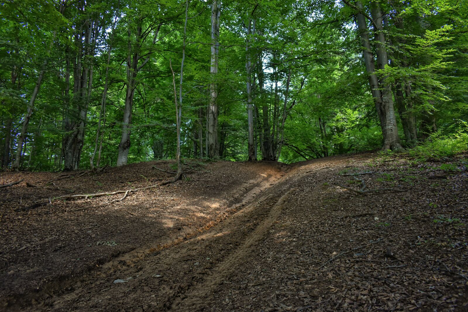 Nikon D3500 sample photo. Forest, forest road, forest photography