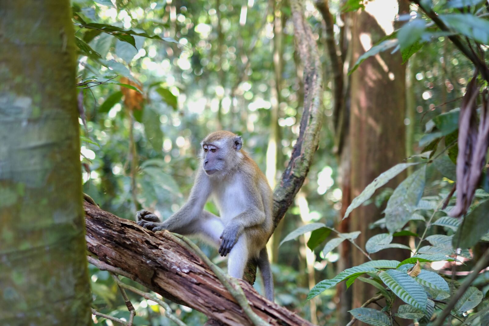 Fujifilm X-E1 + Fujifilm XF 35mm F1.4 R sample photo. Animal, cute, forest photography