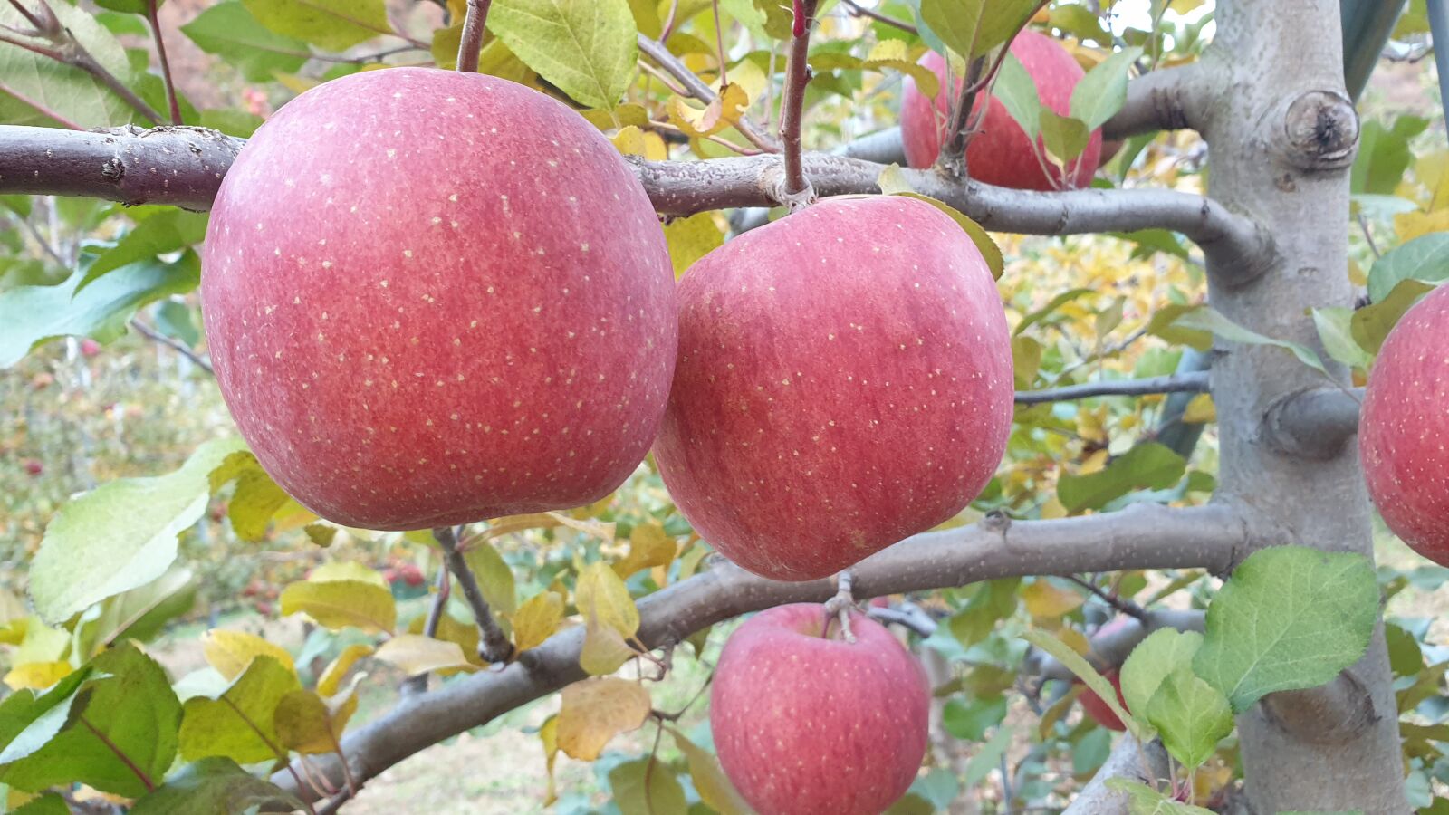 Samsung Galaxy Note9 sample photo. Apple, fruit, fresh apple photography