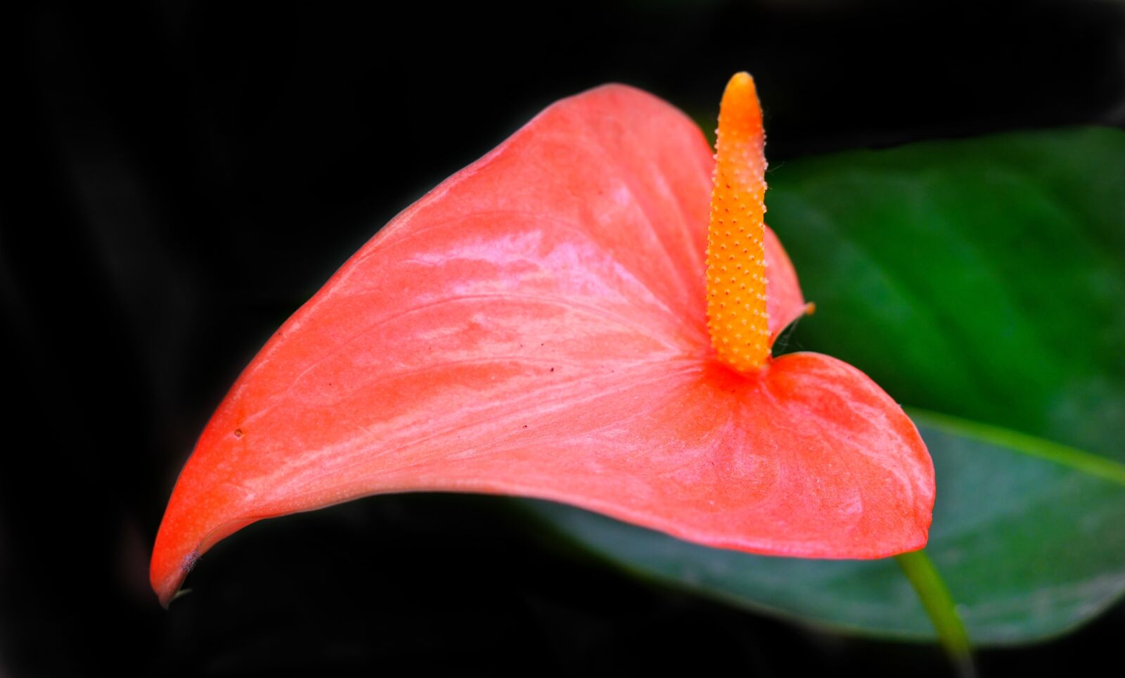 Sony a6300 sample photo. Anthurium, pink, flower photography